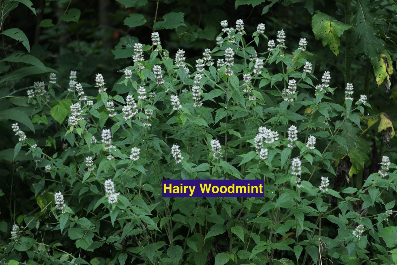 Hairy Woodmint.jpeg