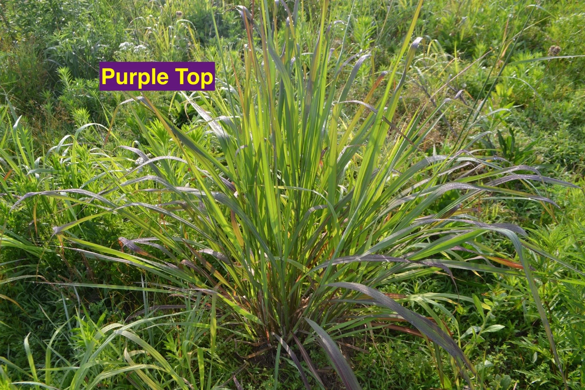 Purple Top.jpg