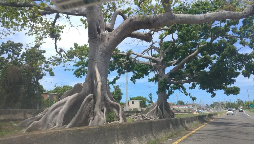 Kapok trees, Puerto Rico          (photo by Cesar Lizasuain, 2018)