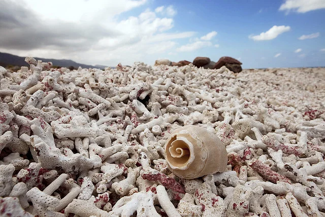 3Seashell.jpg