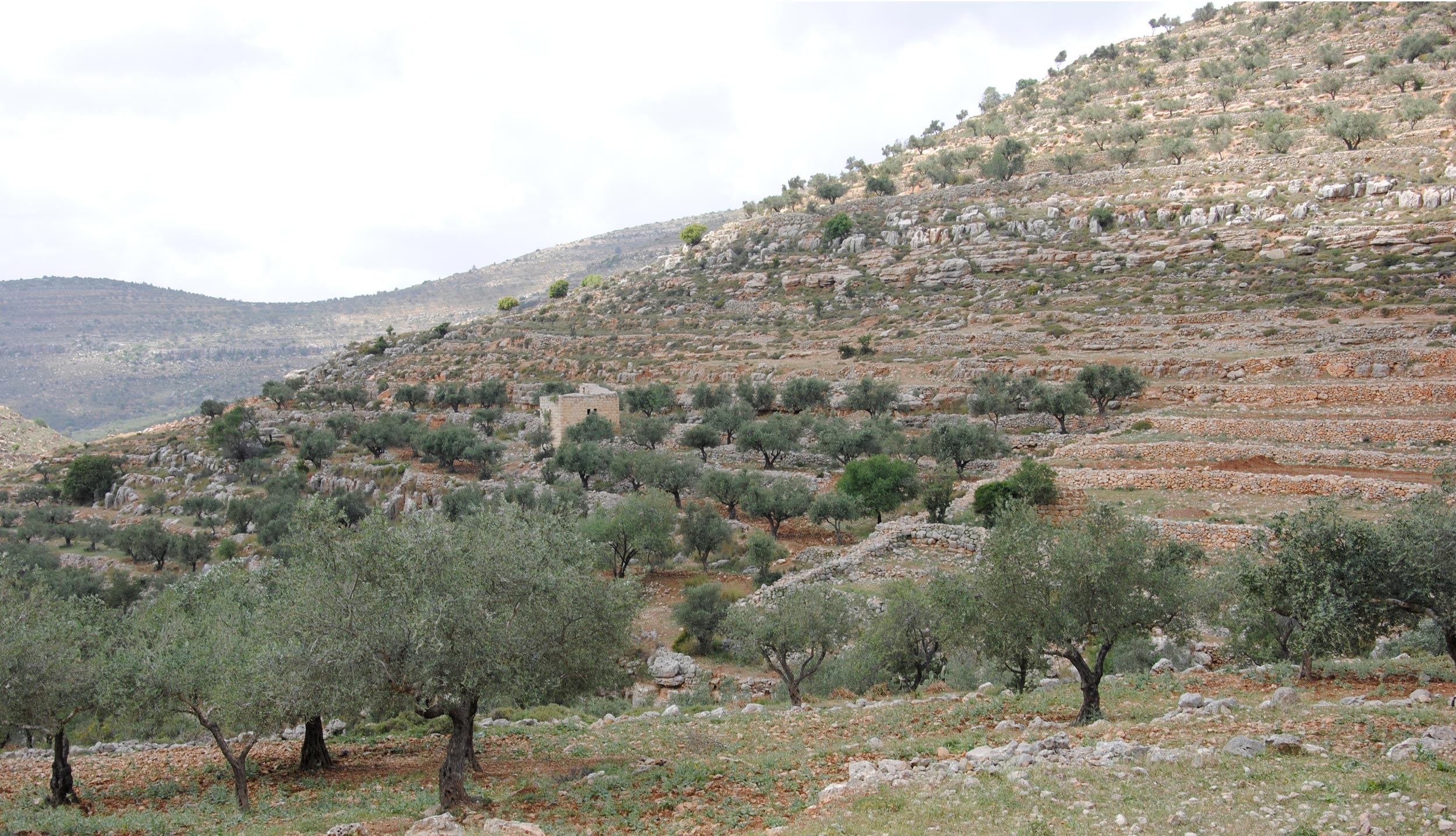 olive3.jpg