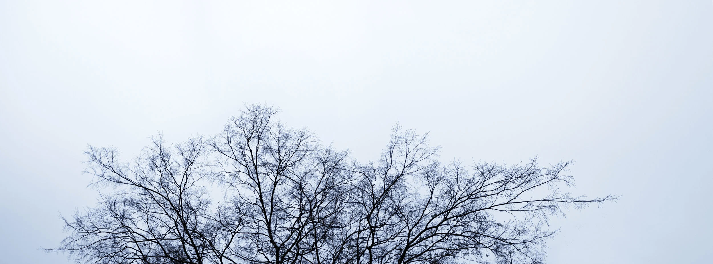 Up in the Fog