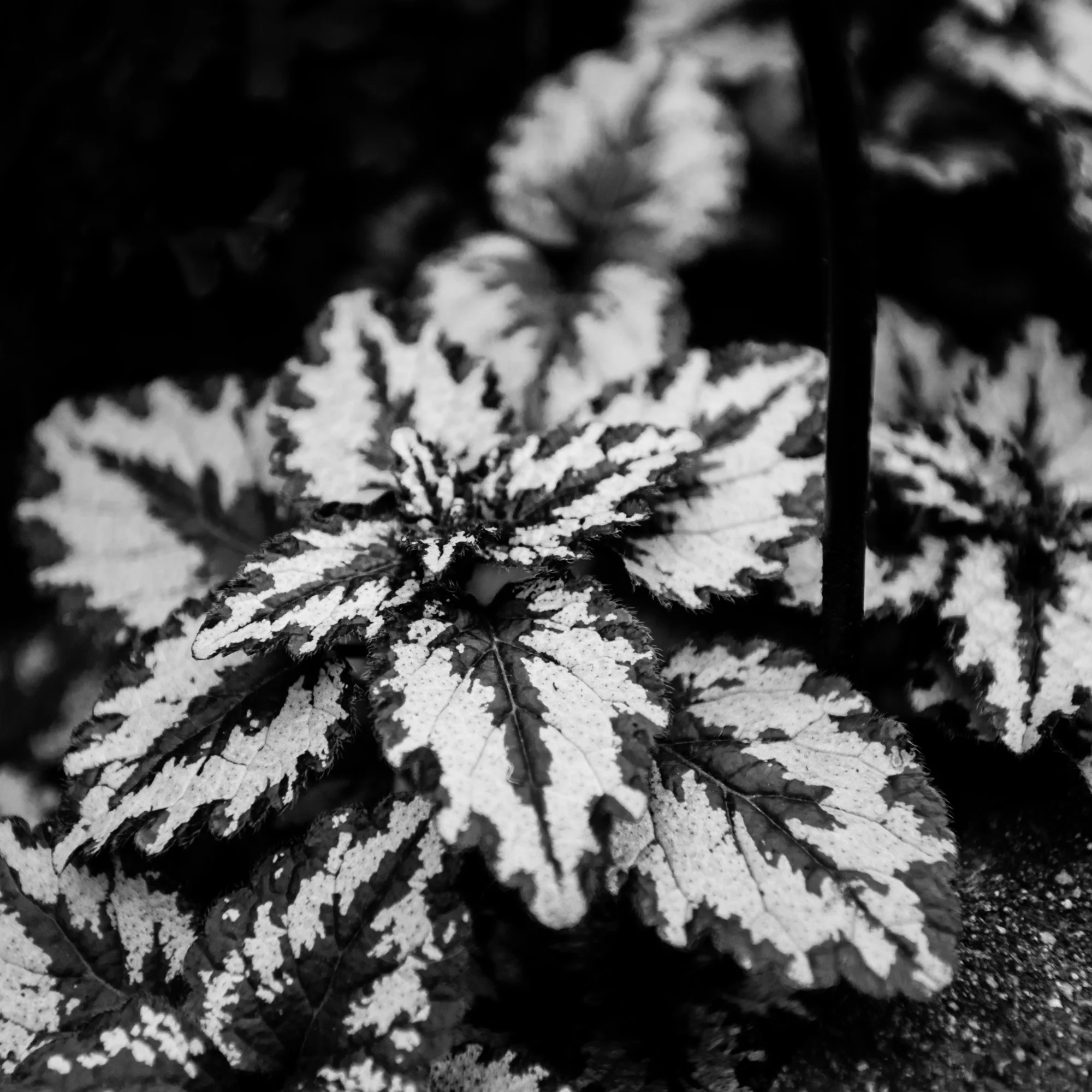 San-Diego-Trip-March 04, 2018-36.jpg