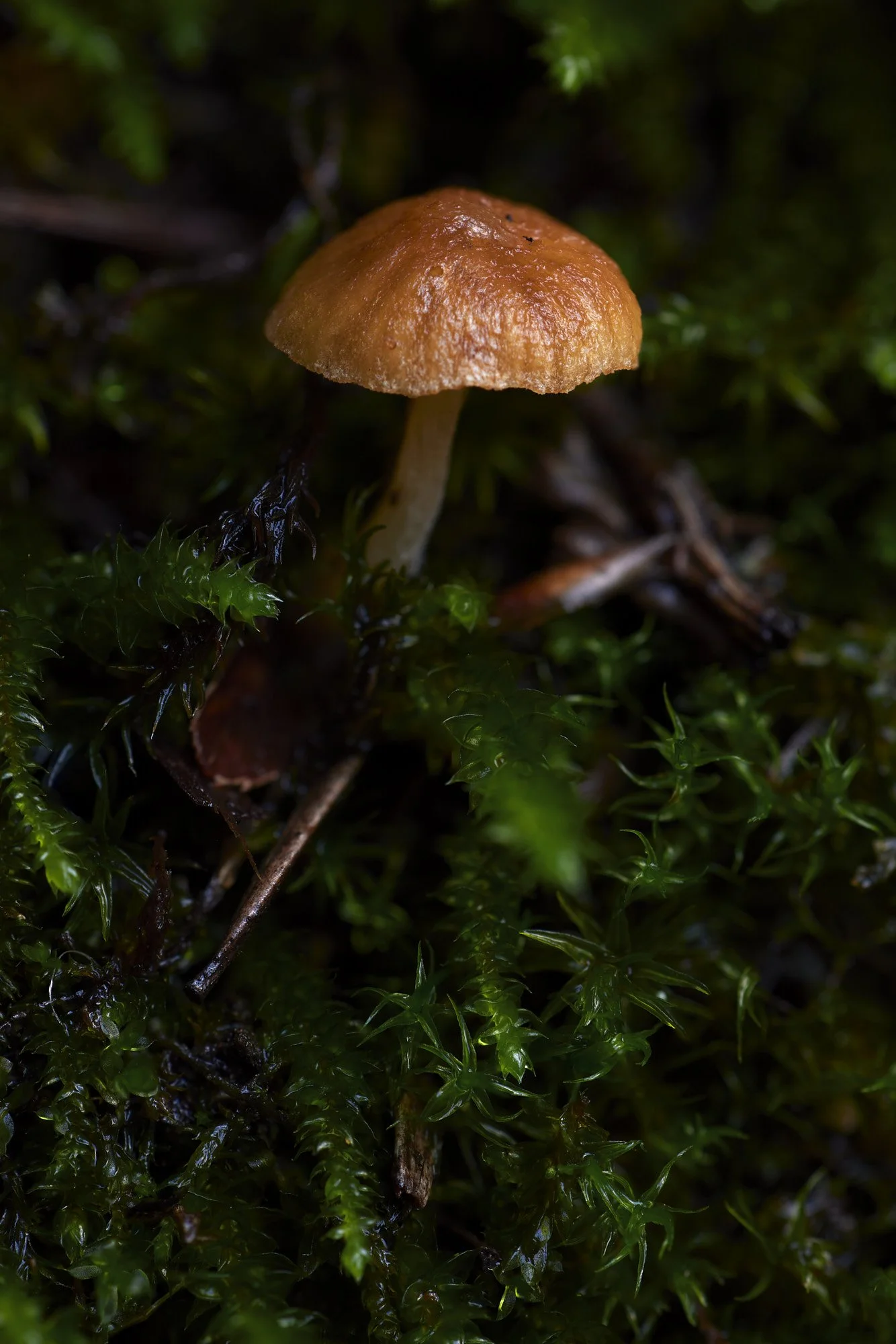 Mushroom-Stack-Janurary-1-2024-2.jpg