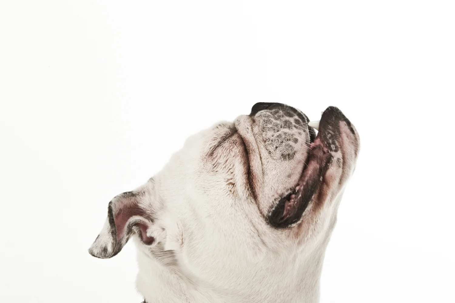 Bulldog.jpg
