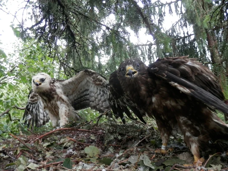 Juvenile Honey Buzzards (Pernis apivorus) Ivar and Sven at their natal nest in southwestern Finland. This was an unlikely brood, as Ivar died shortly after leaving the nest in Finland, and Sven perished in Algeria after a two-day flight across the Mediterranean during which he stopped to spend the night on a fishing vessel. - picture by Patrik Byholm