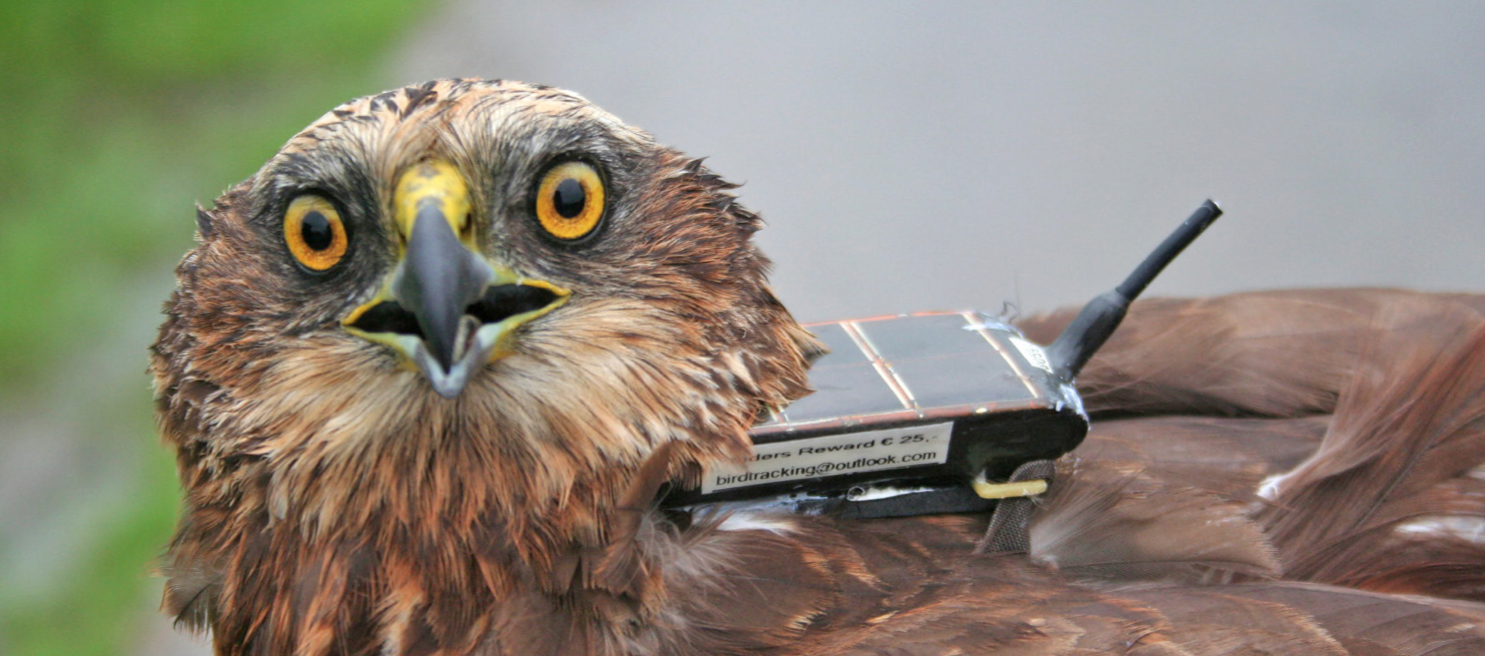 The adult male Marsh Harrier ‘Walter’ was equipped with an UvA-BiTS GPS logger at his breeding site in Flandres (Belgium). - Photo by Anny Anselin (INBO)
