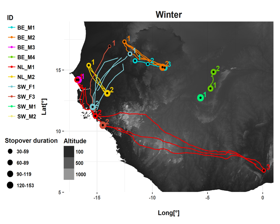 West African non-breeding sites of adult Marsh Harriers that were GPS-tracked from breeding areas in Belgium (BE), the Netherlands (NL) and Sweden (SW). Birds from all three areas have a largely overlapping non-breeding range. However, our analyses (in prep) reveal surprising differences in migration corridors and schedules between Marsh Harriers breeding in the Low Countries (BE, NL) vs. those breeding in Sweden (SW).