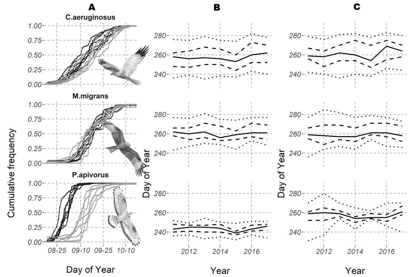 Timing of juvenile and non-juvenile passage of Marsh Harrier (top), Black Kite (middle) and Honey Buzzard (bottom) inferred from volunteer-based migration counts. (A) The cumulative daily proportion of each age group is derived from a large subset of aged birds and reveals highly synchronized passage between both age groups for Black Kite, a longer and more variable migration period for Marsh Harrier, and a pronounced delay of juvenile vs. non-juvenile passage for Honey Buzzards. (B, C) We monitor timing by looking at changes in quantile passage dates across years separately for non-juveniles (B) and juveniles (C).