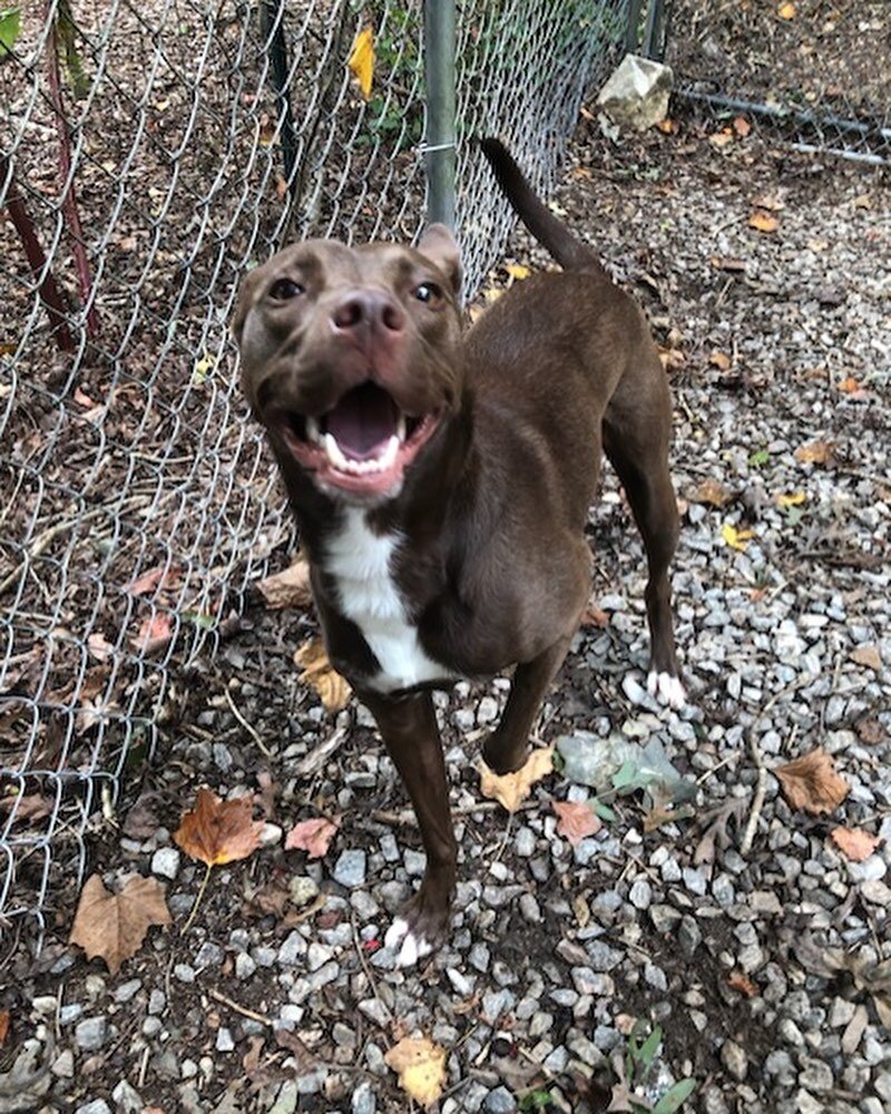 All smiles from Dixie! #dogsofinstagram