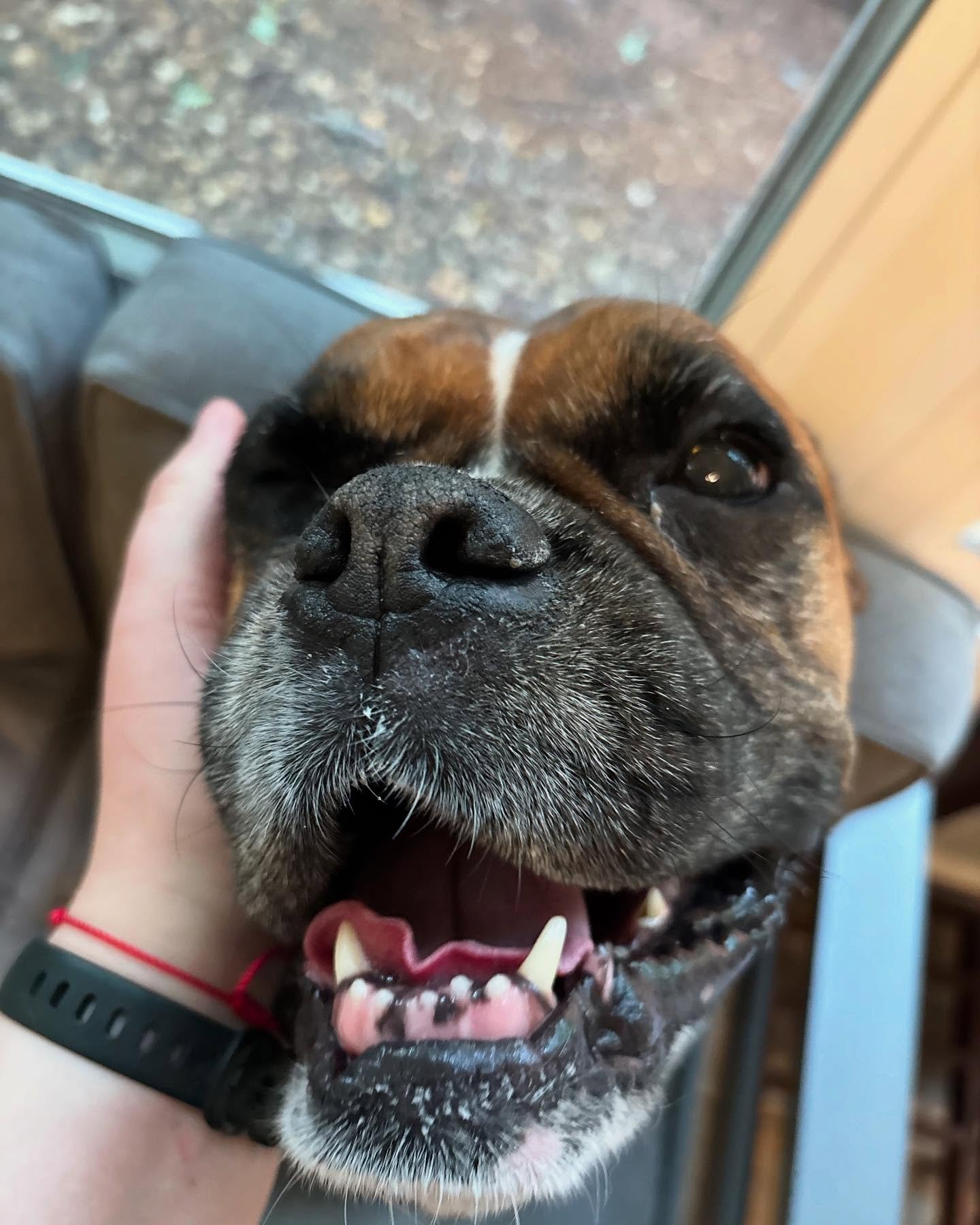 Pretty girl Zeva is with us for daycare today!!