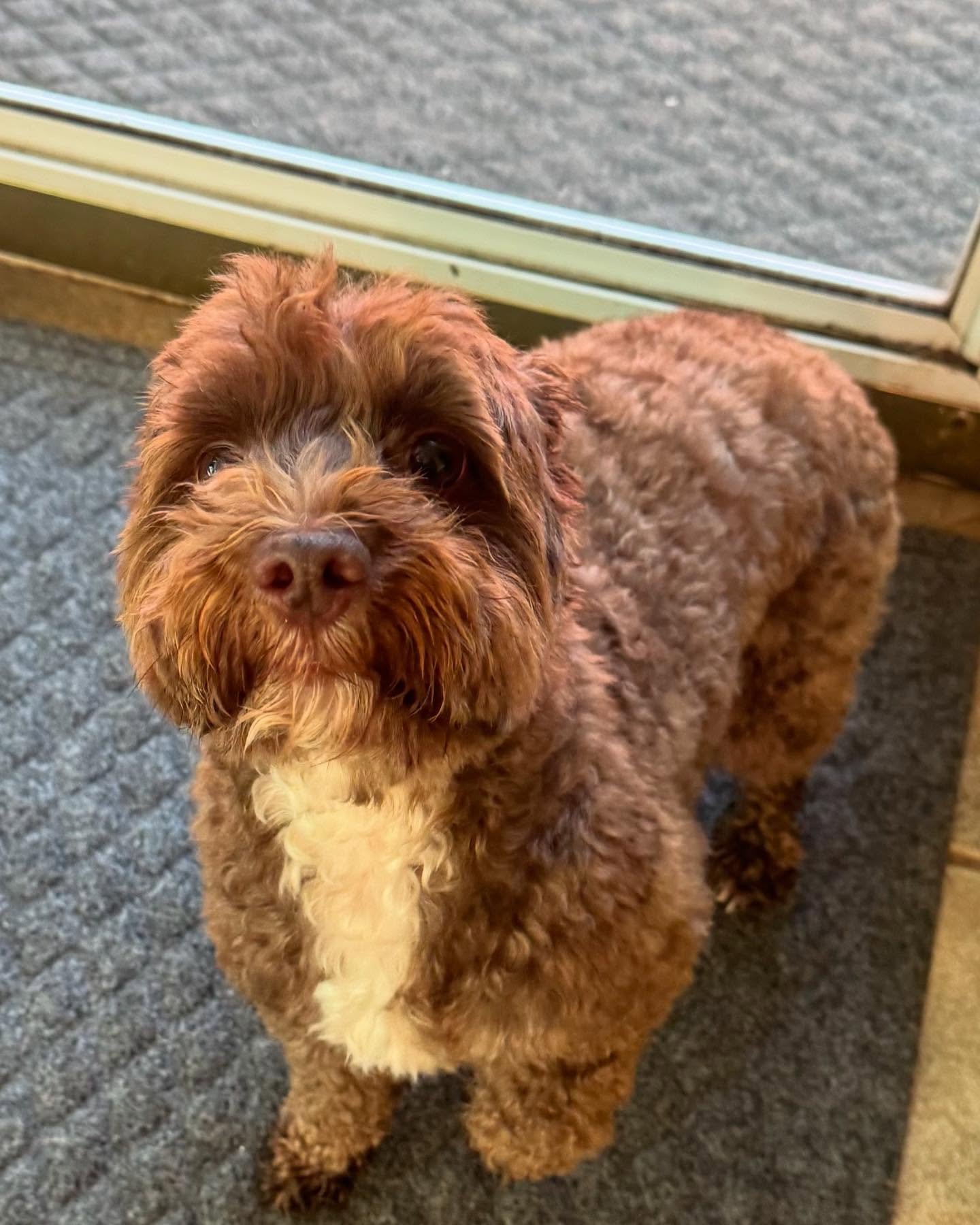 We love sweet Toby!