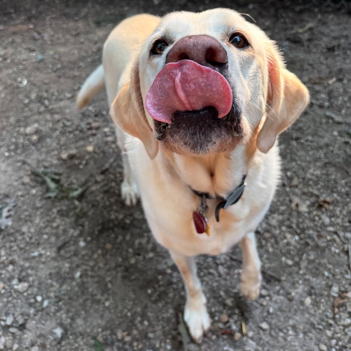 Dixie and Kairo are the sweetest duo!