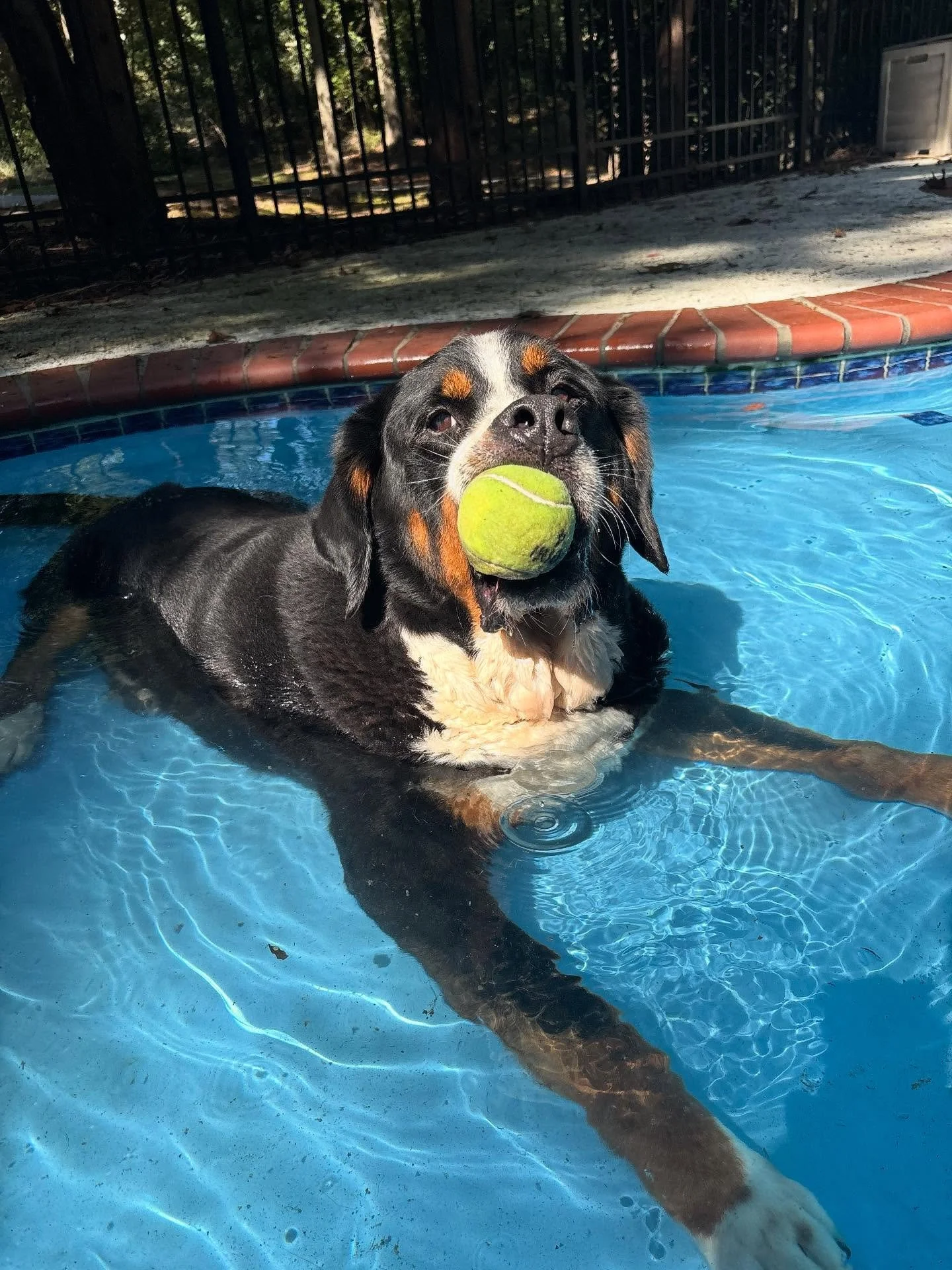 Big Bo is going for a dip this evening!