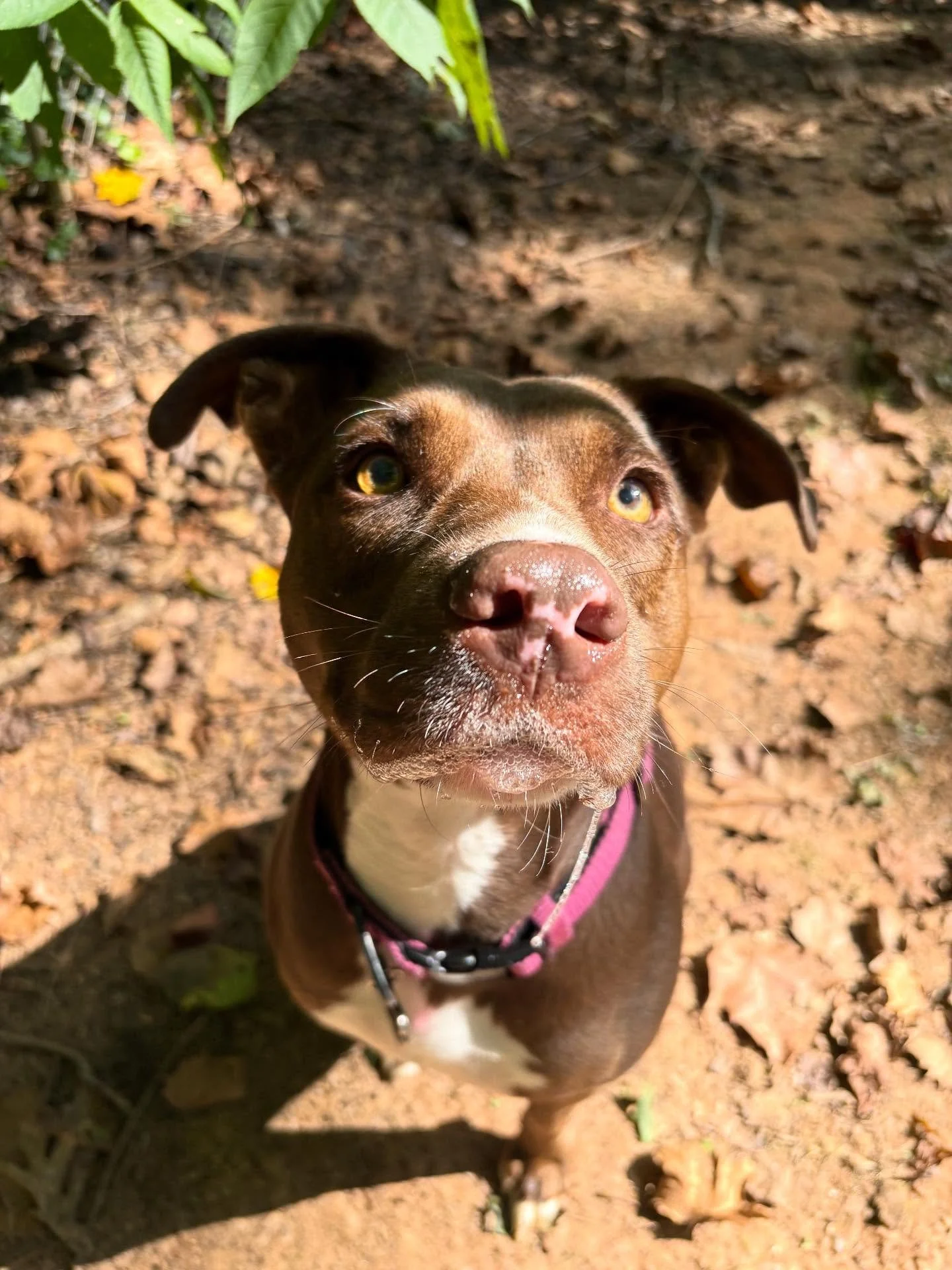Pretty girl Xena is enjoying this nice weather this morning!