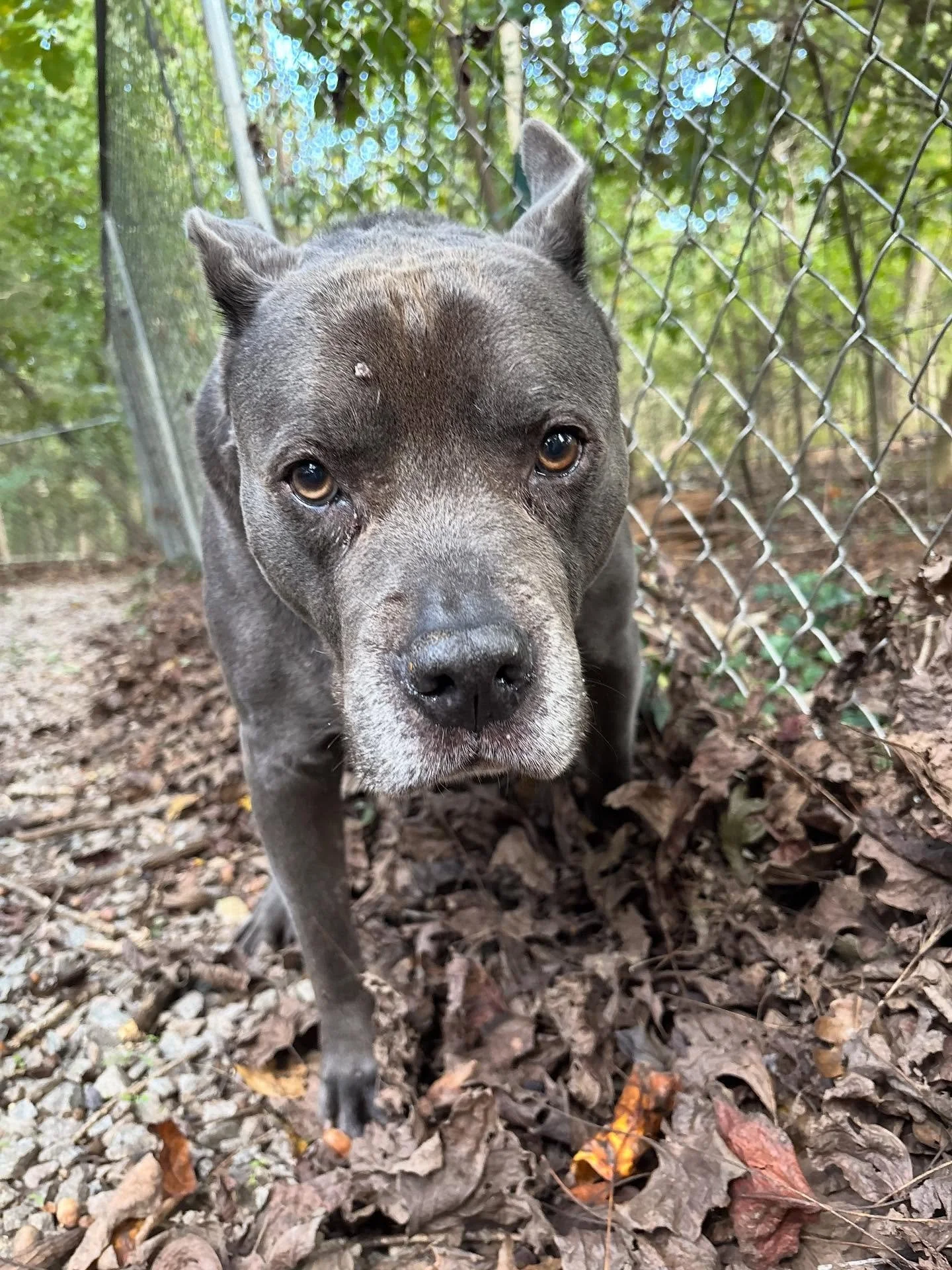 Handsome man Bruiser is out and about today!
