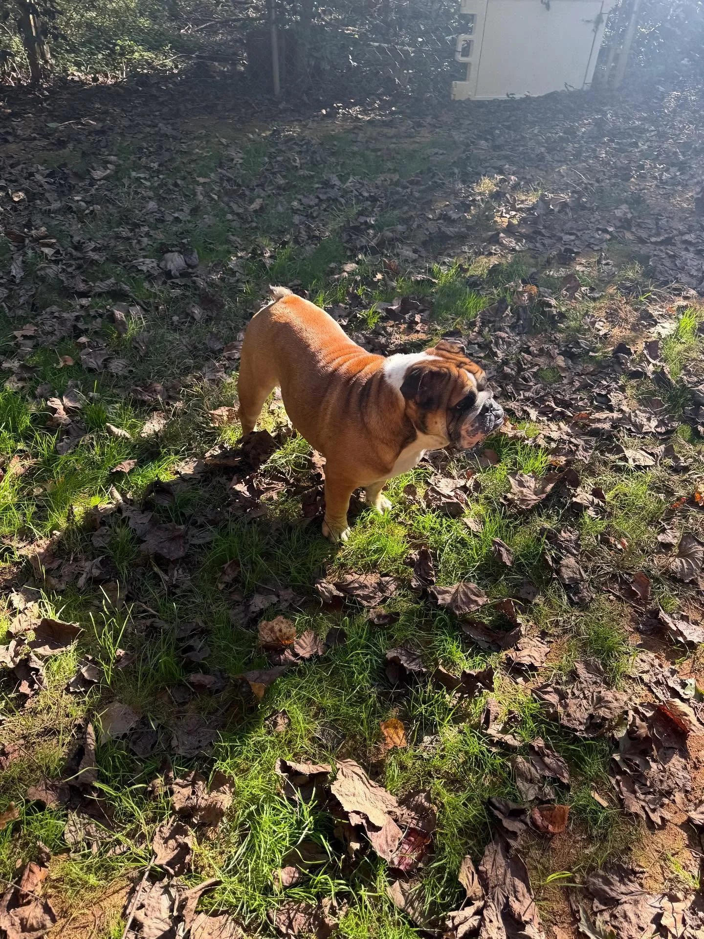 Diesel is a happy boy!
