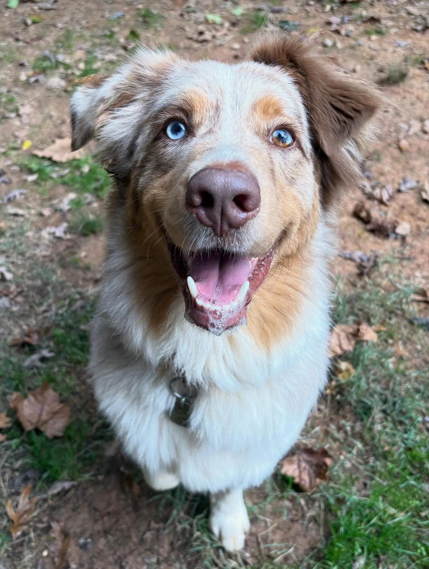 Doug and Archie are two peas in a pod!