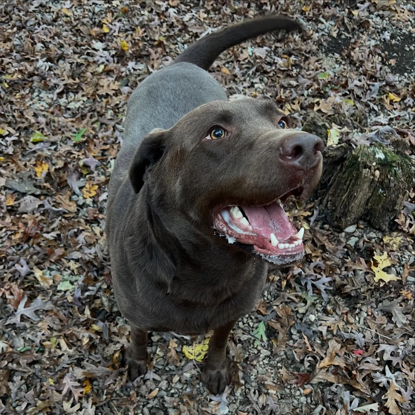 Ercole is all smiles this evening!