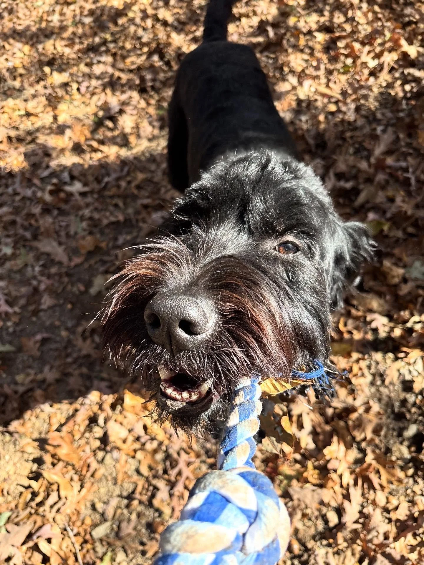 Max is having so much fun with us this morning!