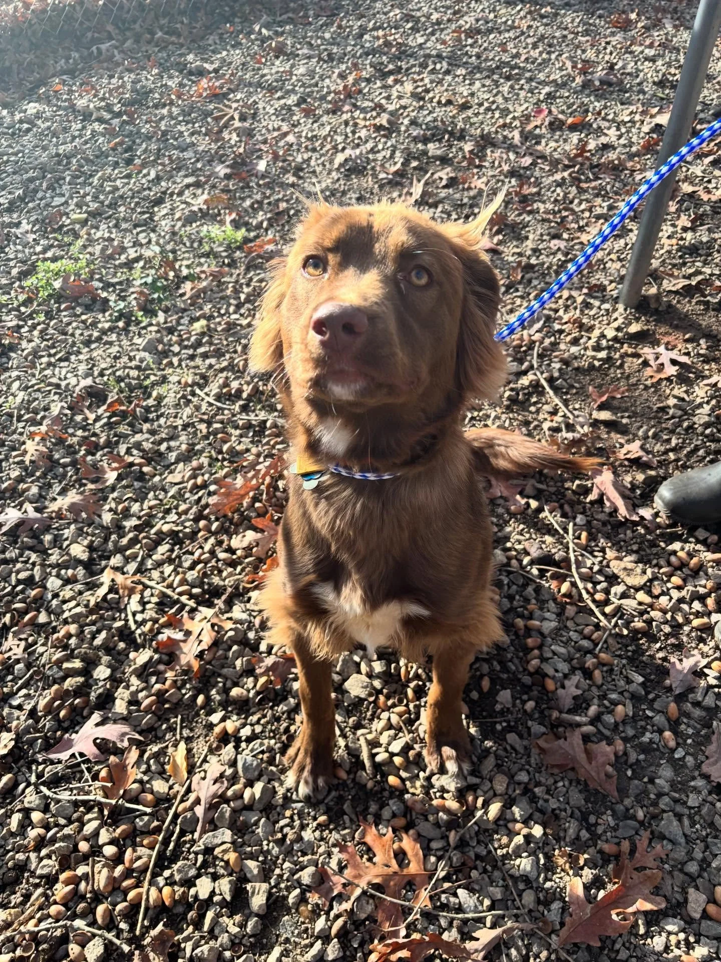 Brownie is a silly pup!