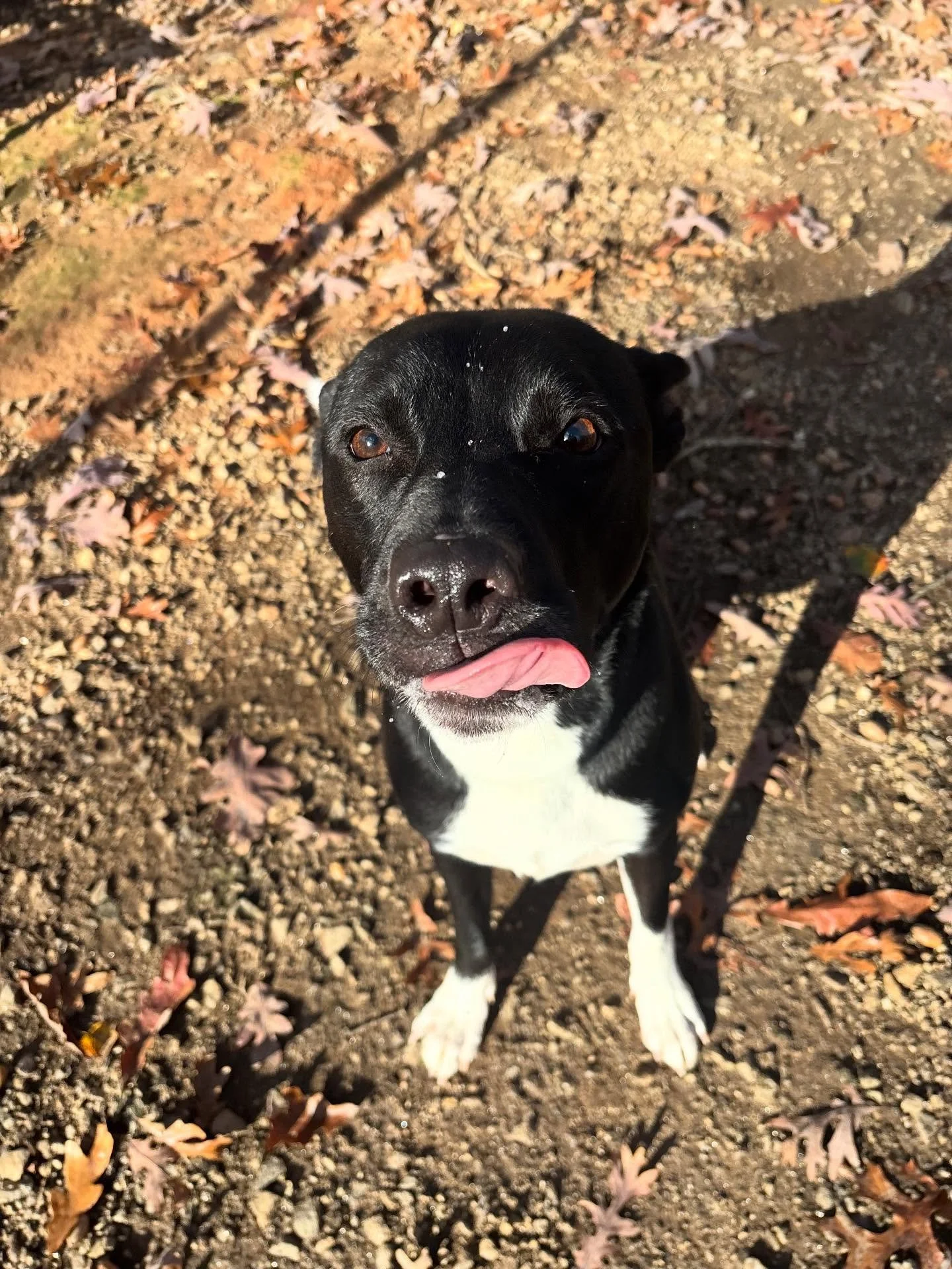 Moose is such a good boy!