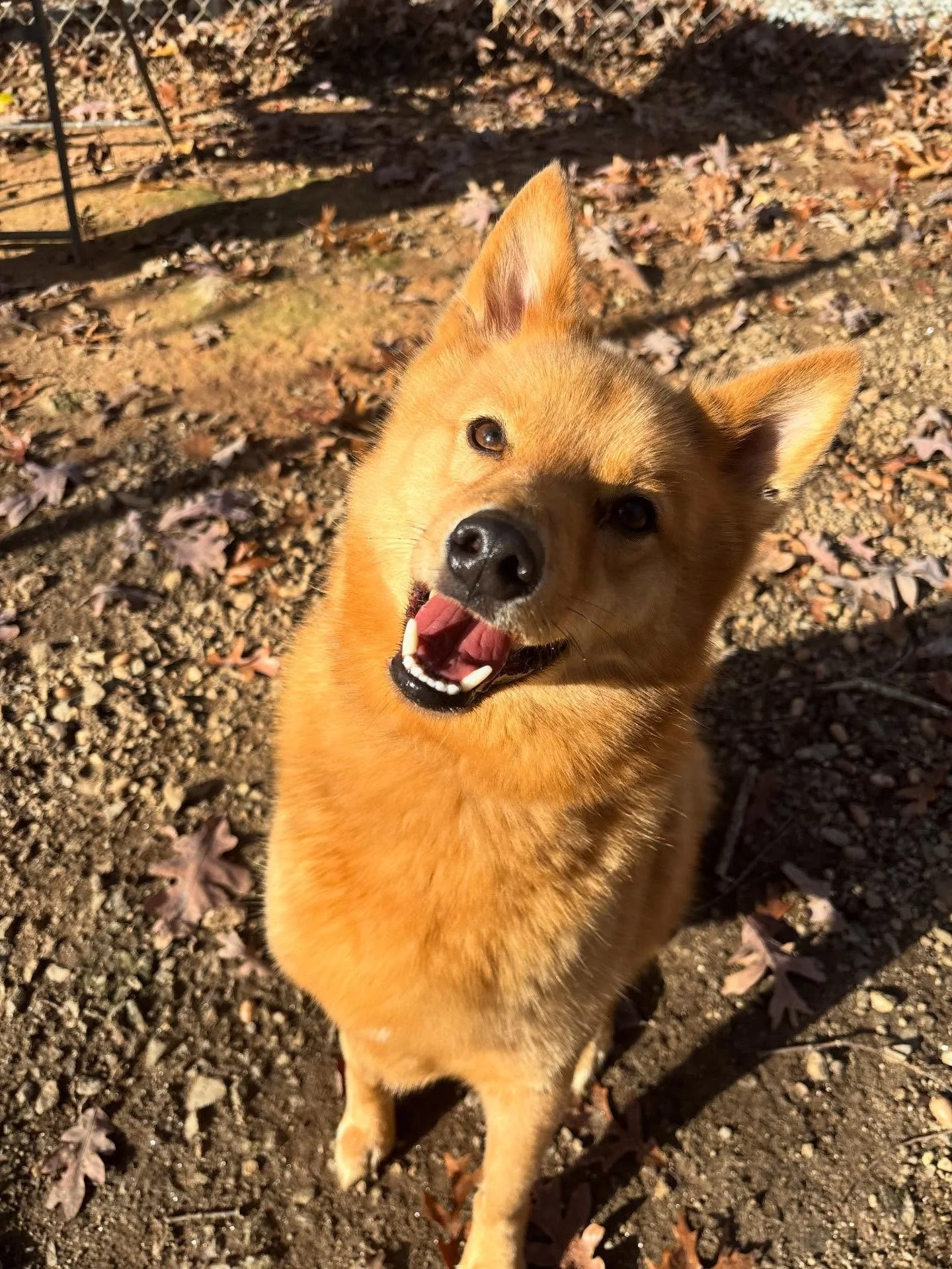 Remi and Ranger are doing great with us!!