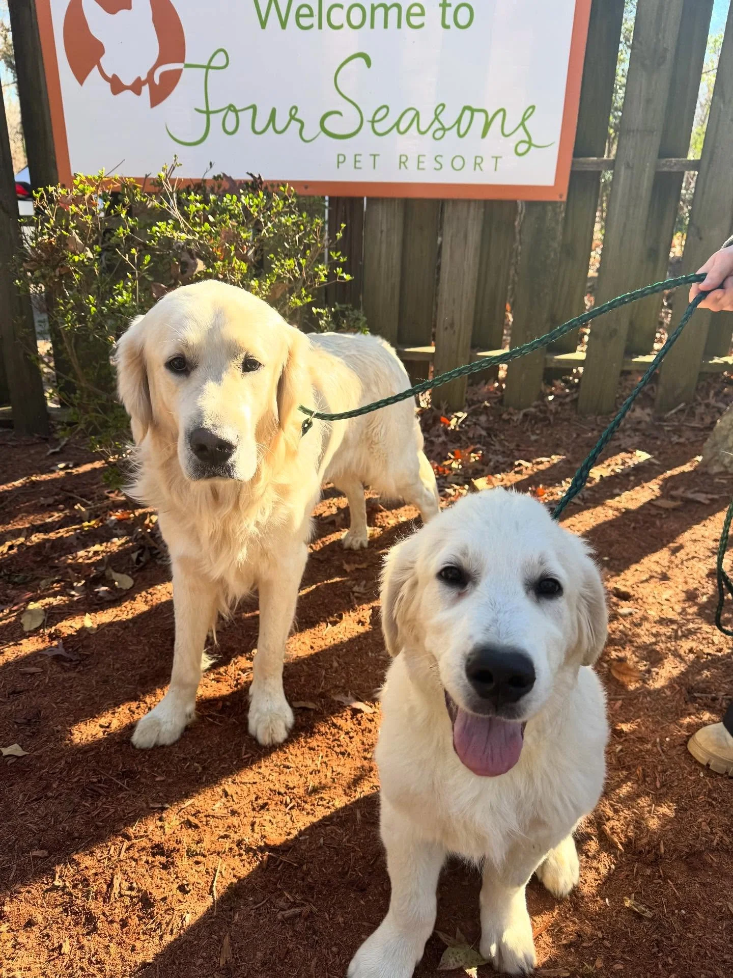 Charlie and Cooper are doing great with us!