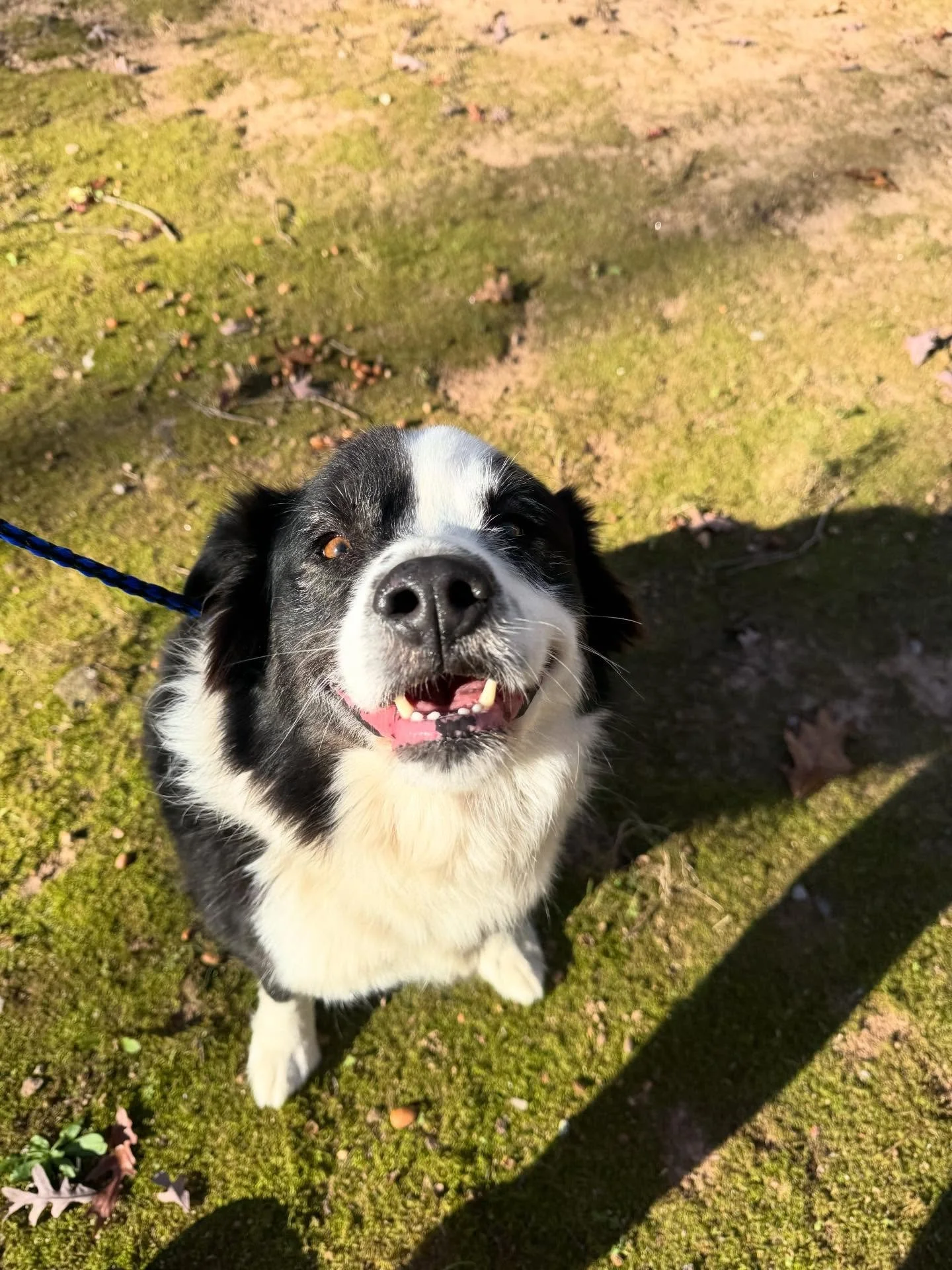 Mr Cash is doing great with us!