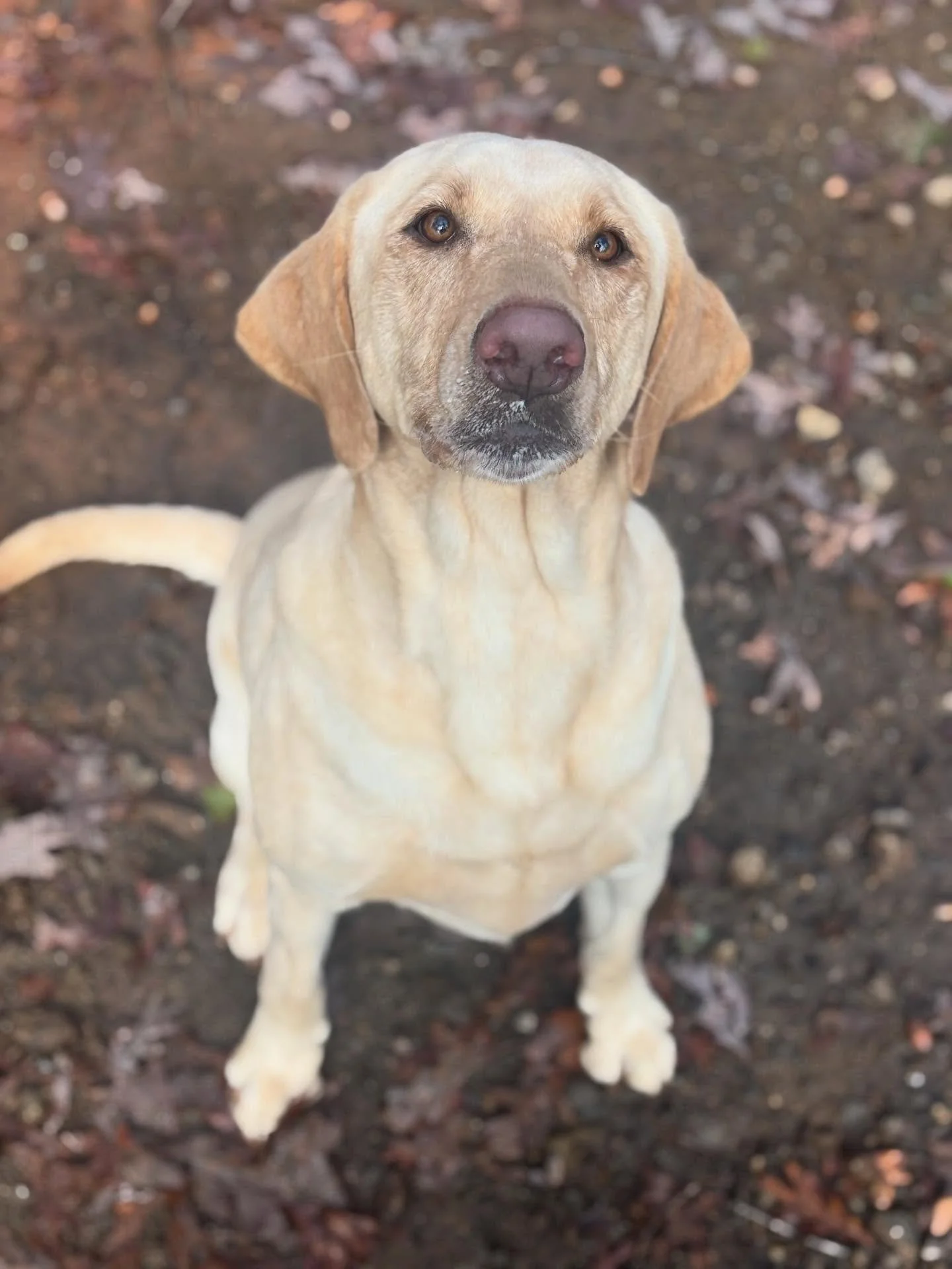 Molly and Duke are some silly pups!