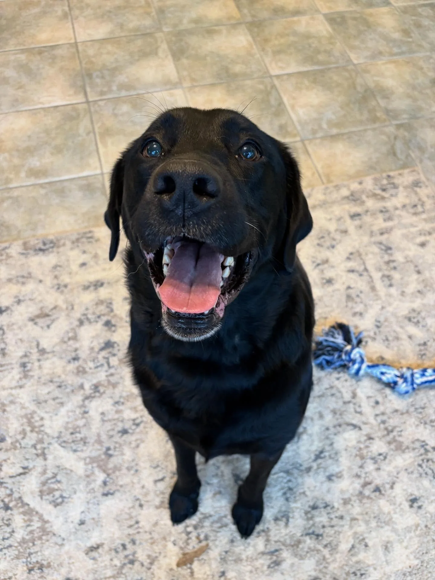 Porter is a handsome pup!