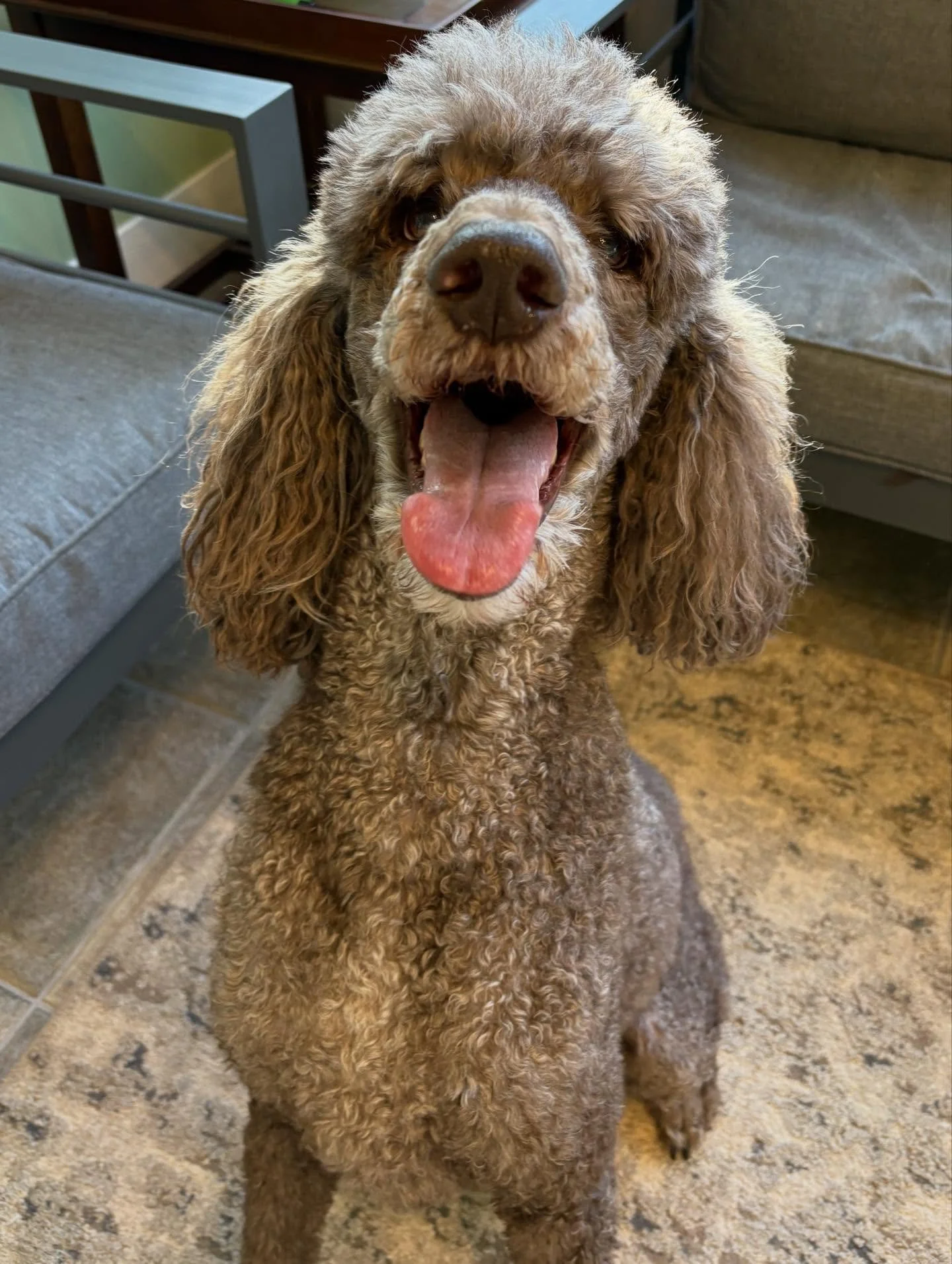 Sherlock and Watson are getting some extra snuggles this evening!