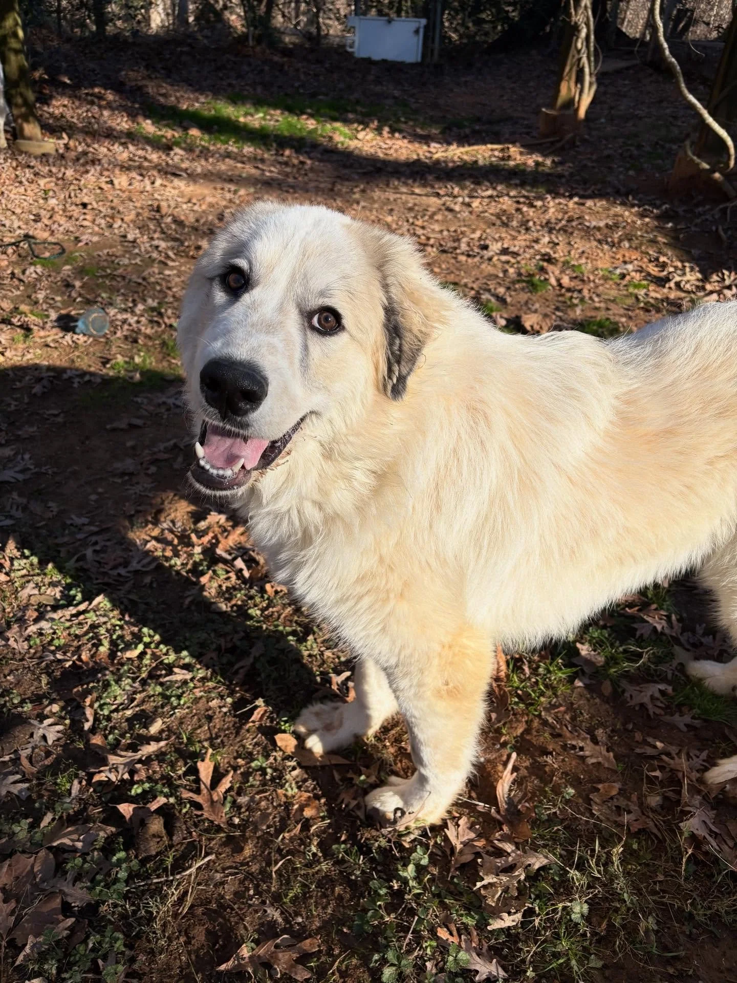 Big smiles from Teddy and Toby!