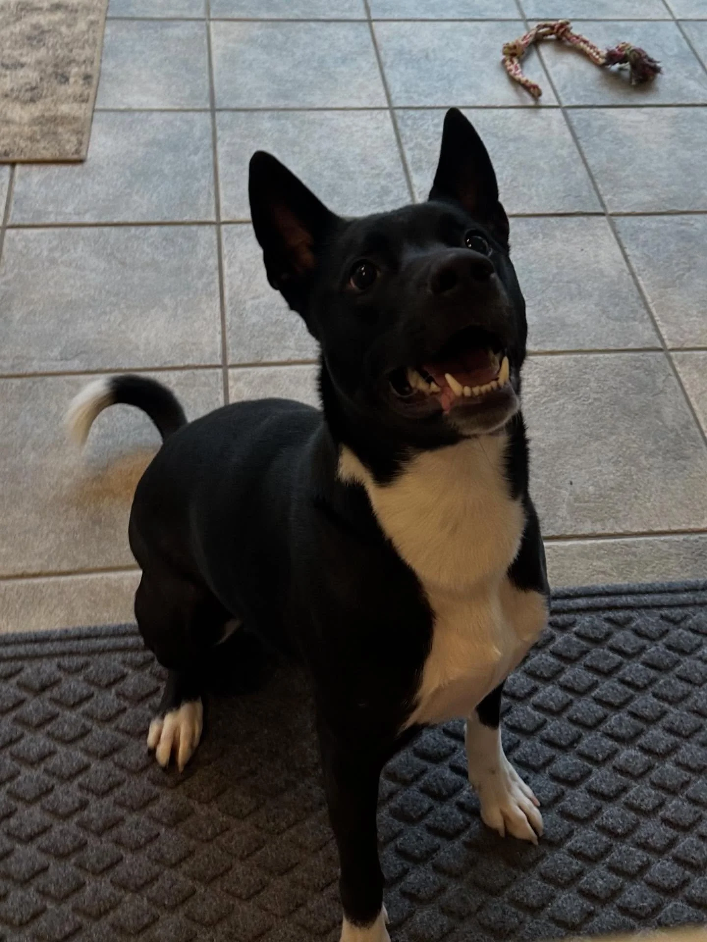 Moose is the best boy!