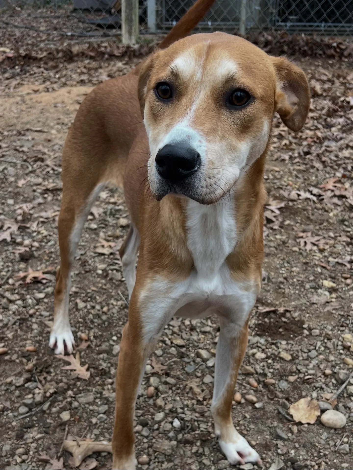 Apollo is such a handsome boy!