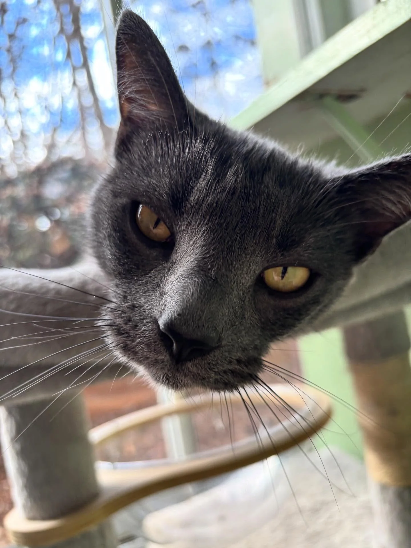 Peter and Matilda are having a mid day cat nap!