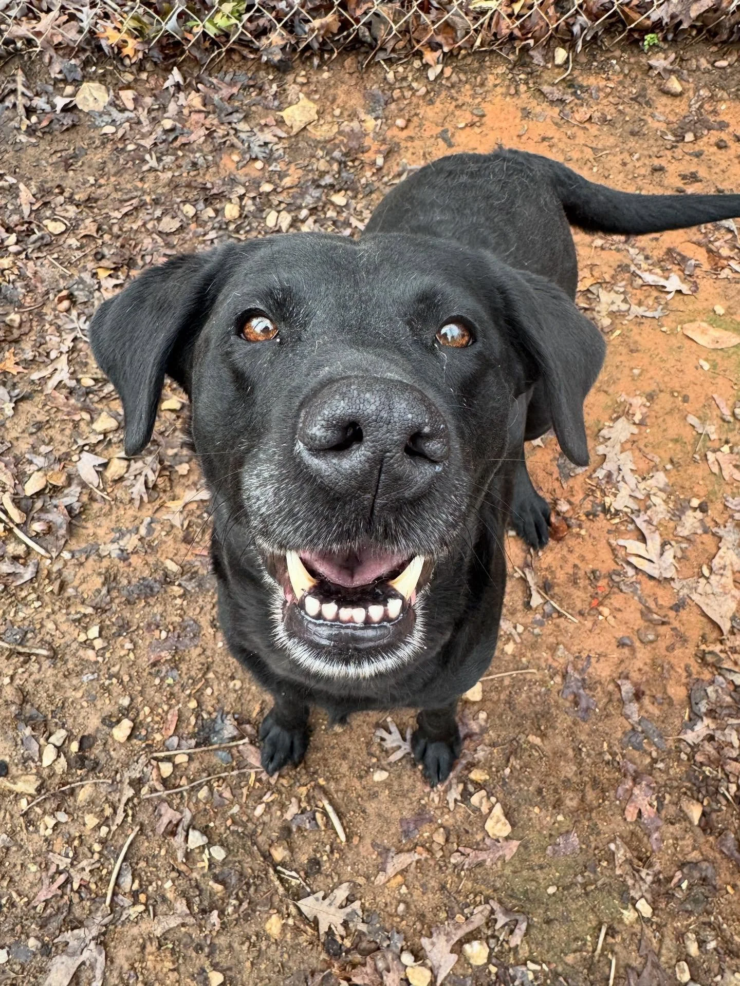 Kota and Paisley are getting their afternoon zoomies out!