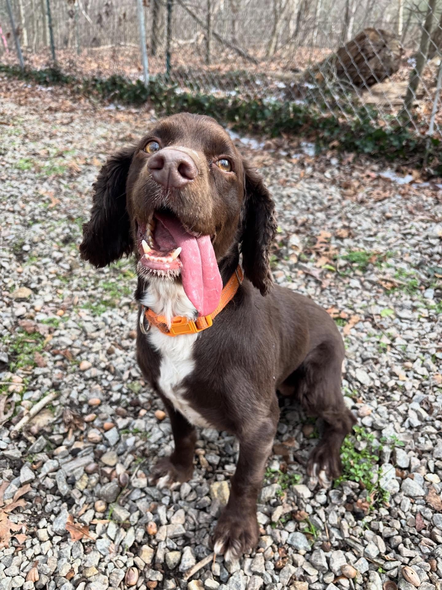 Millie loves her zoomie time!