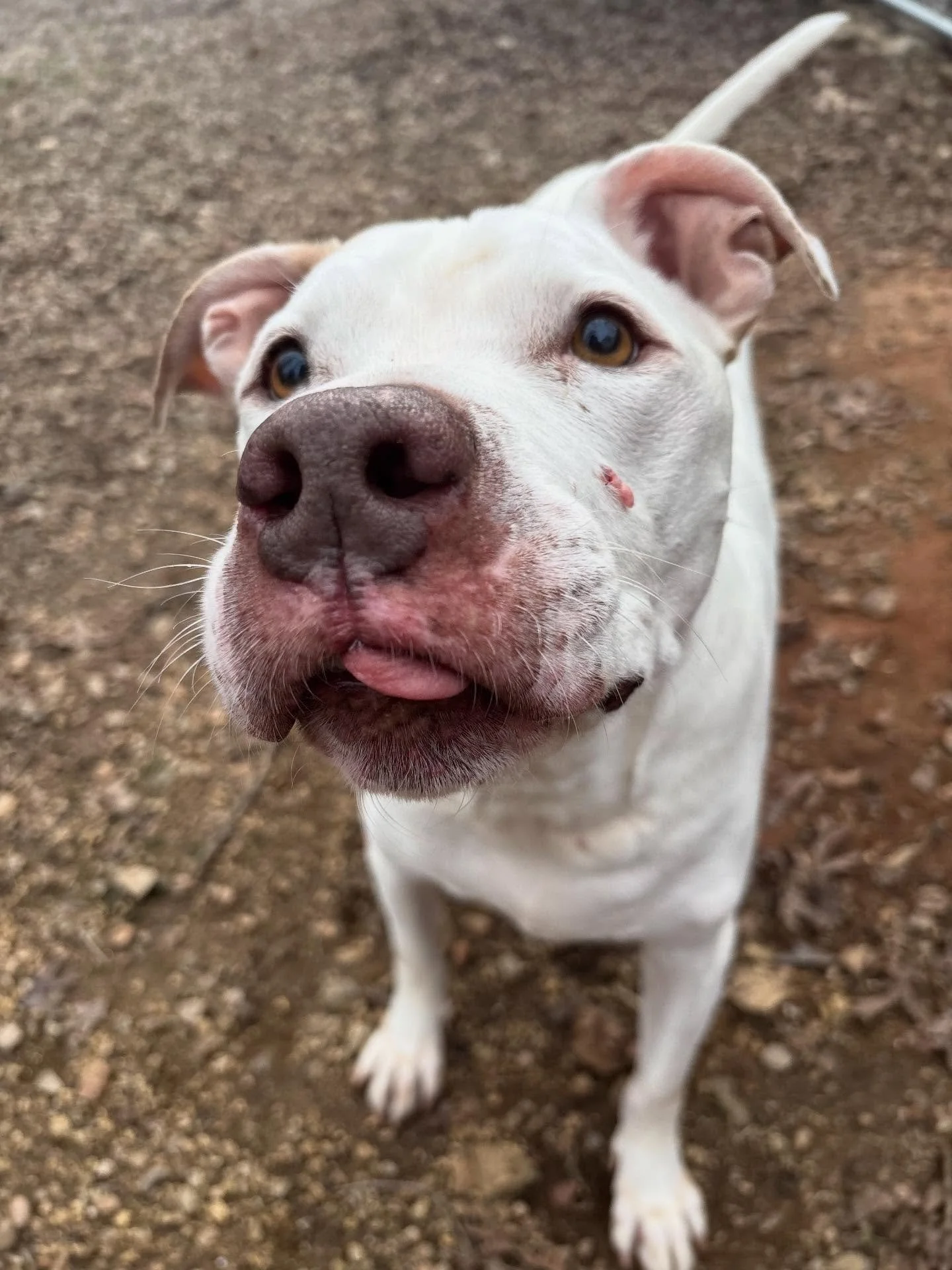 Bruno and Logan are the silliest boys!