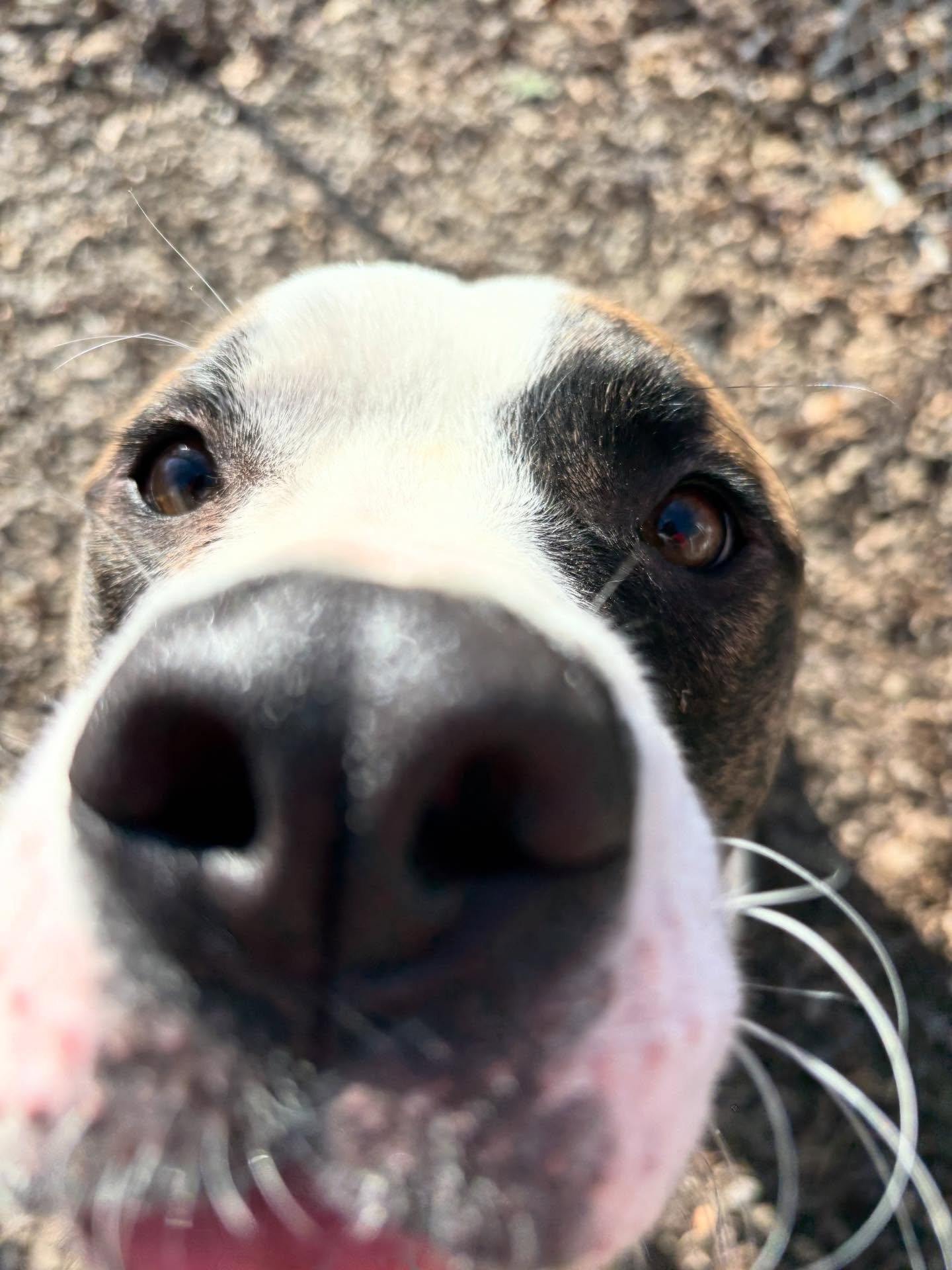 Tyson and Archie are the sweetest babies!