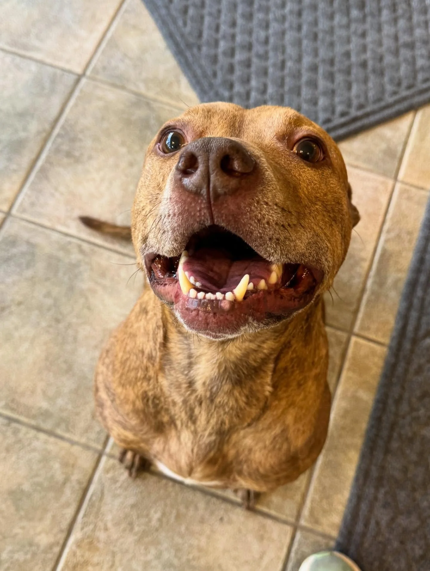 Mr. Ryder man has definitely stolen our hearts!