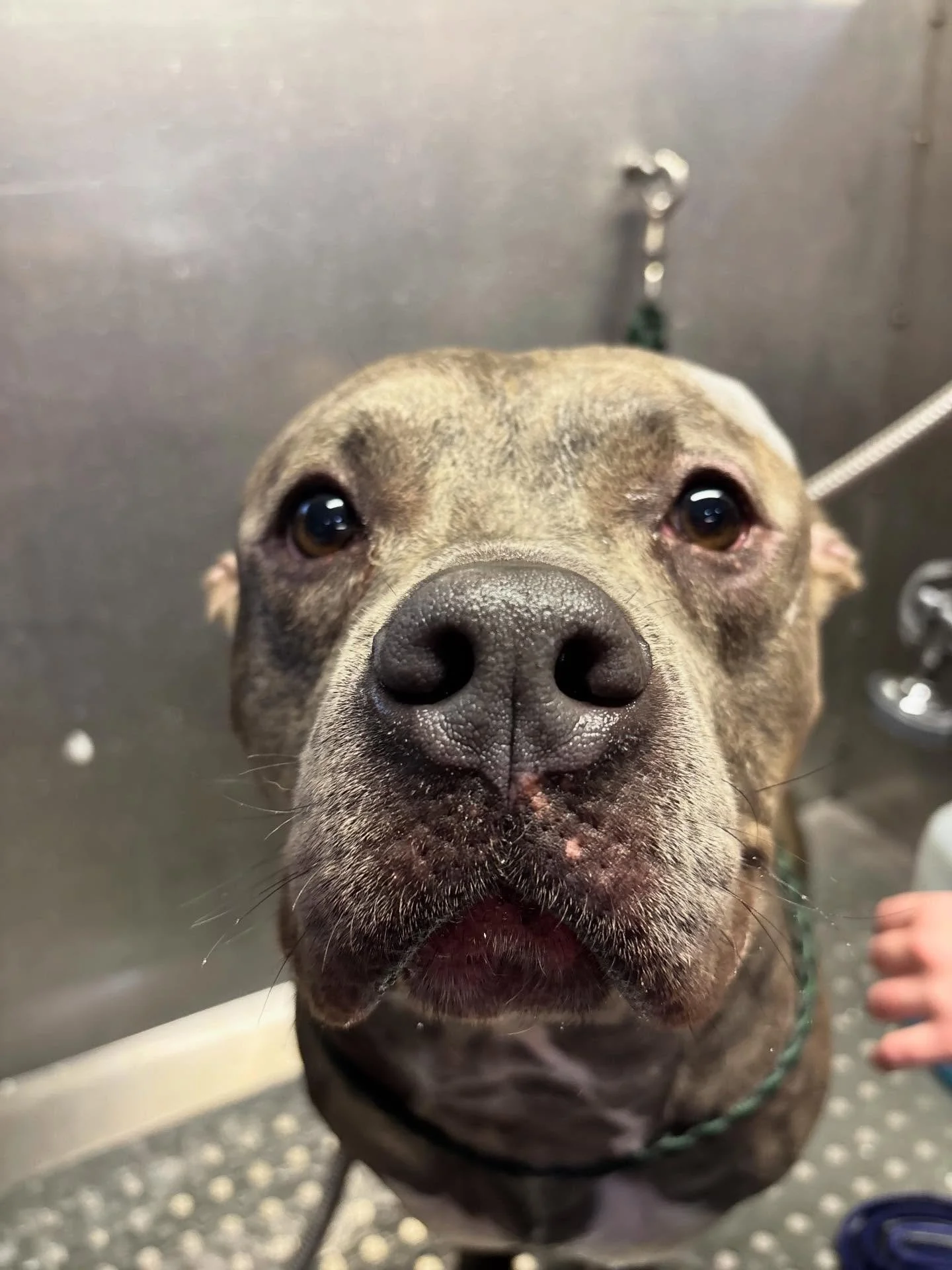 Mr. Champ is getting a spa day today!