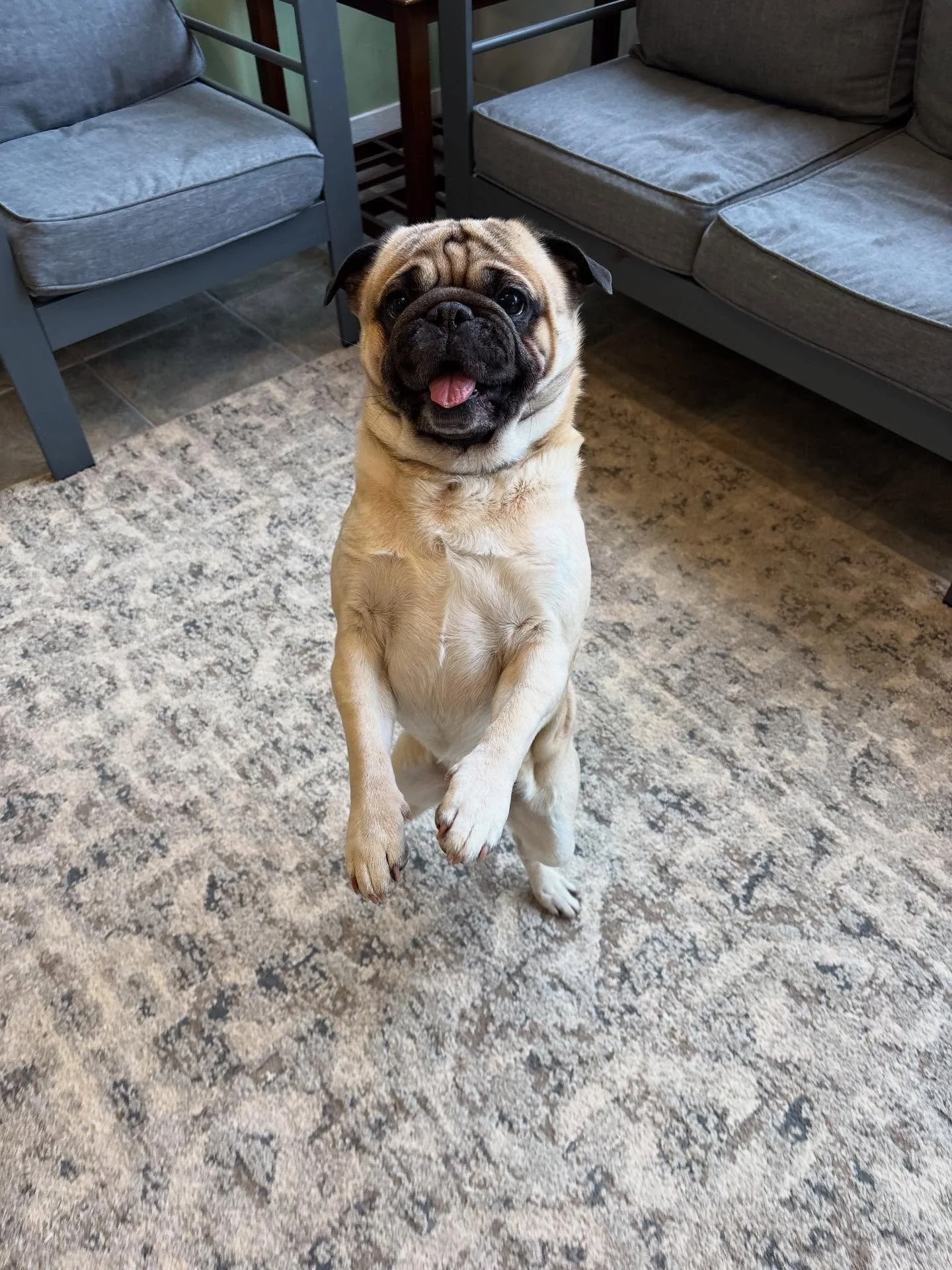 Trajan is a handsome boy!