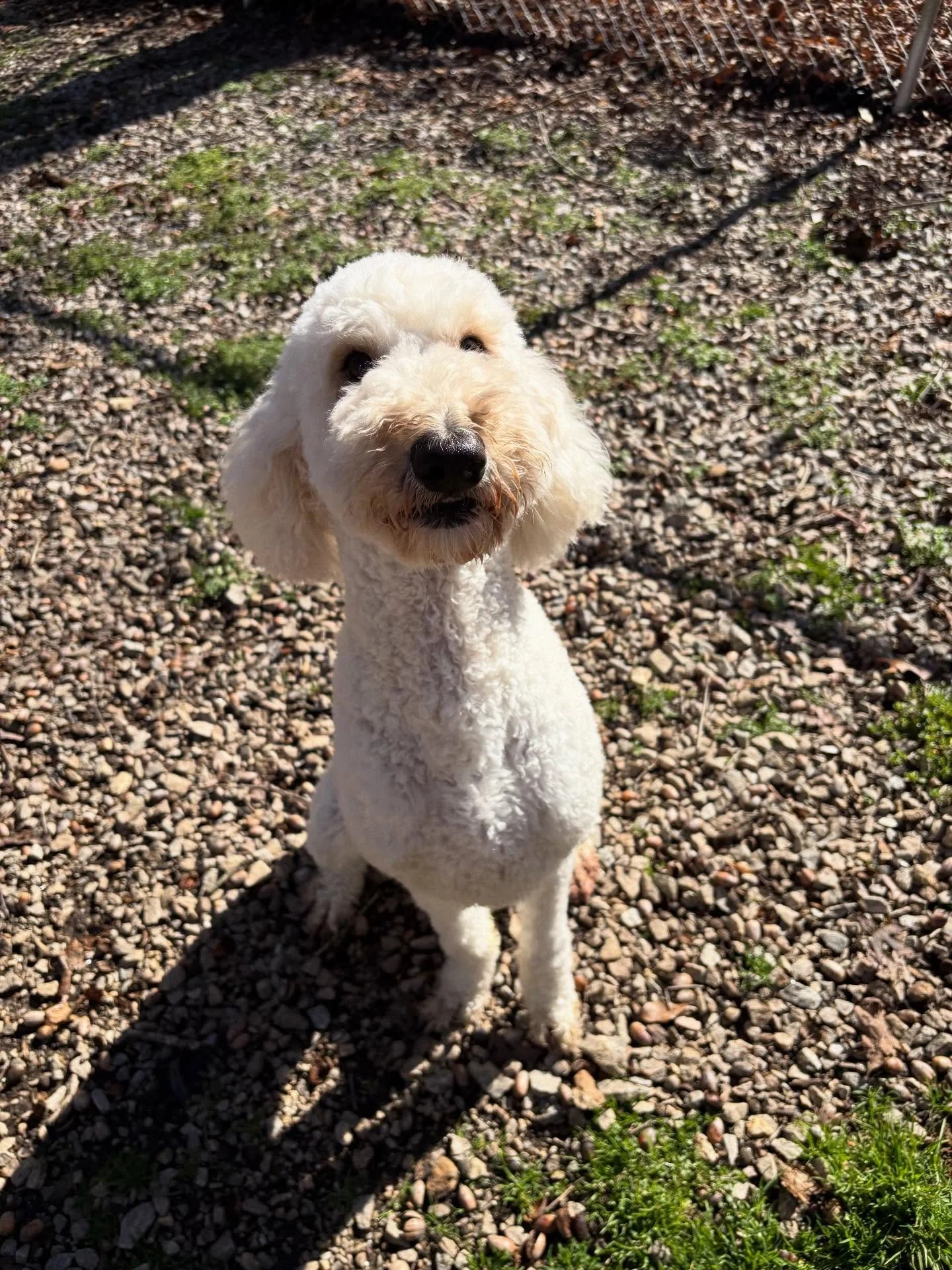 Leo man is posing for the camera!