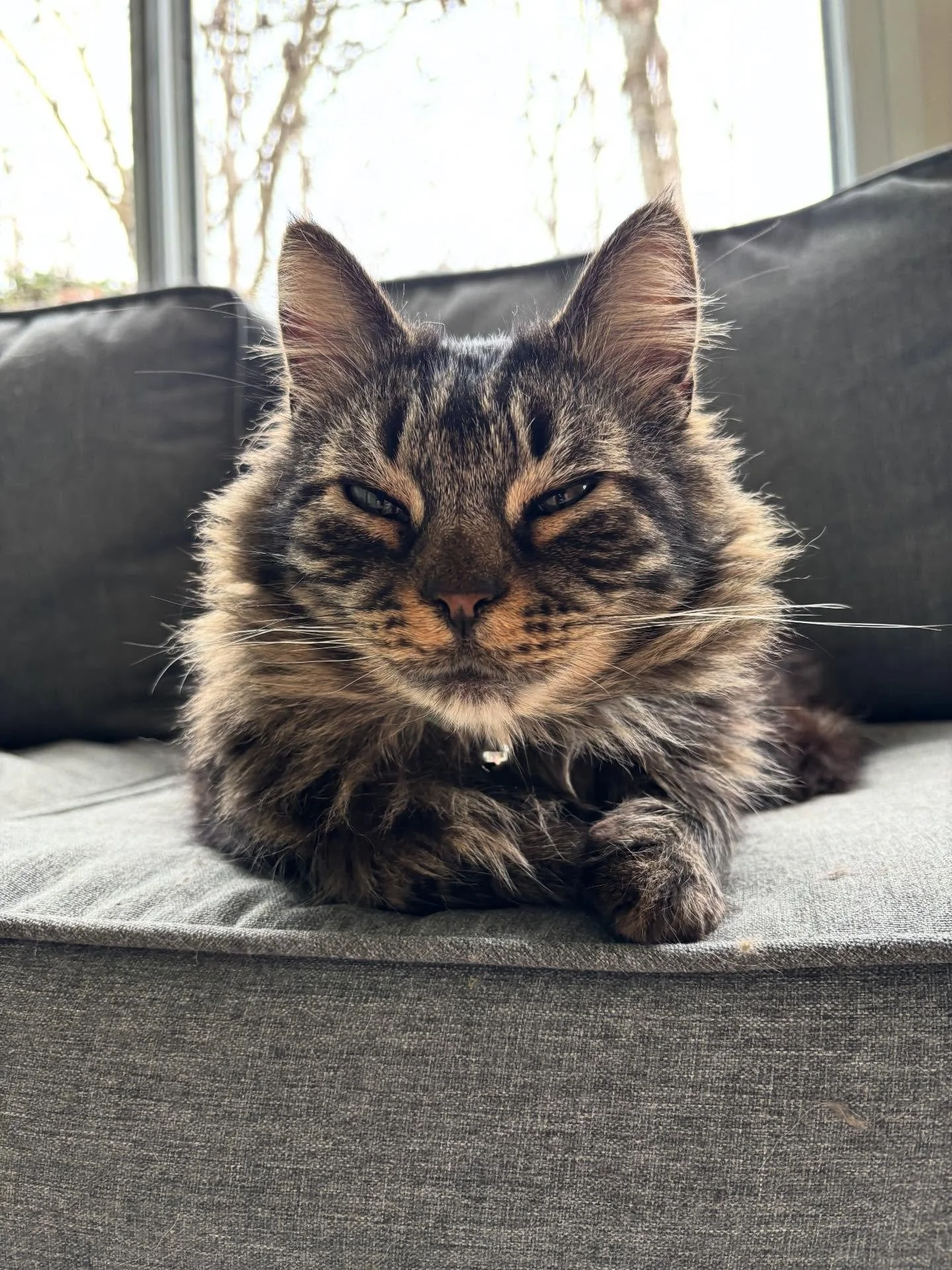 Mr. Pickles is a BIG fan of his daily afternoon naps!