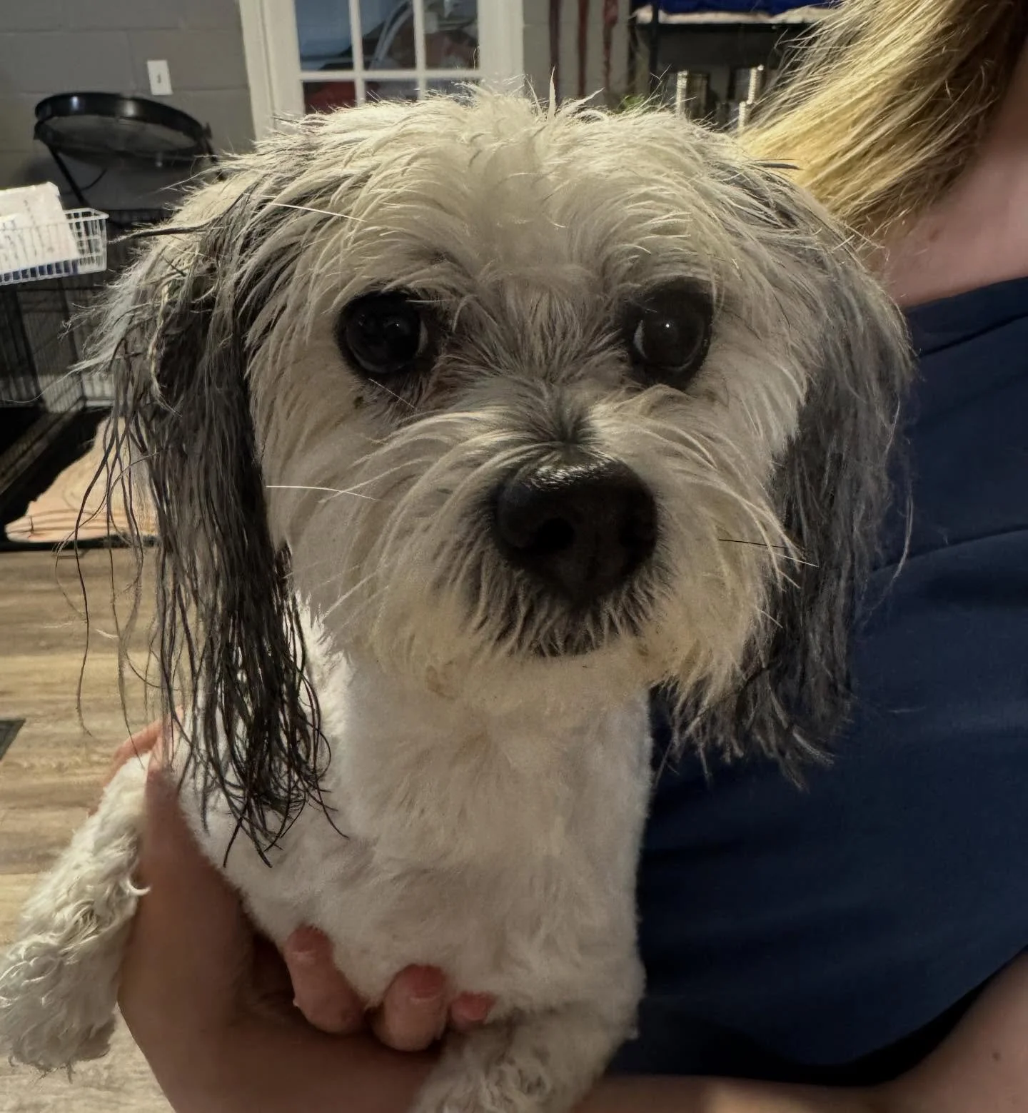 Bruce is the silliest boy!