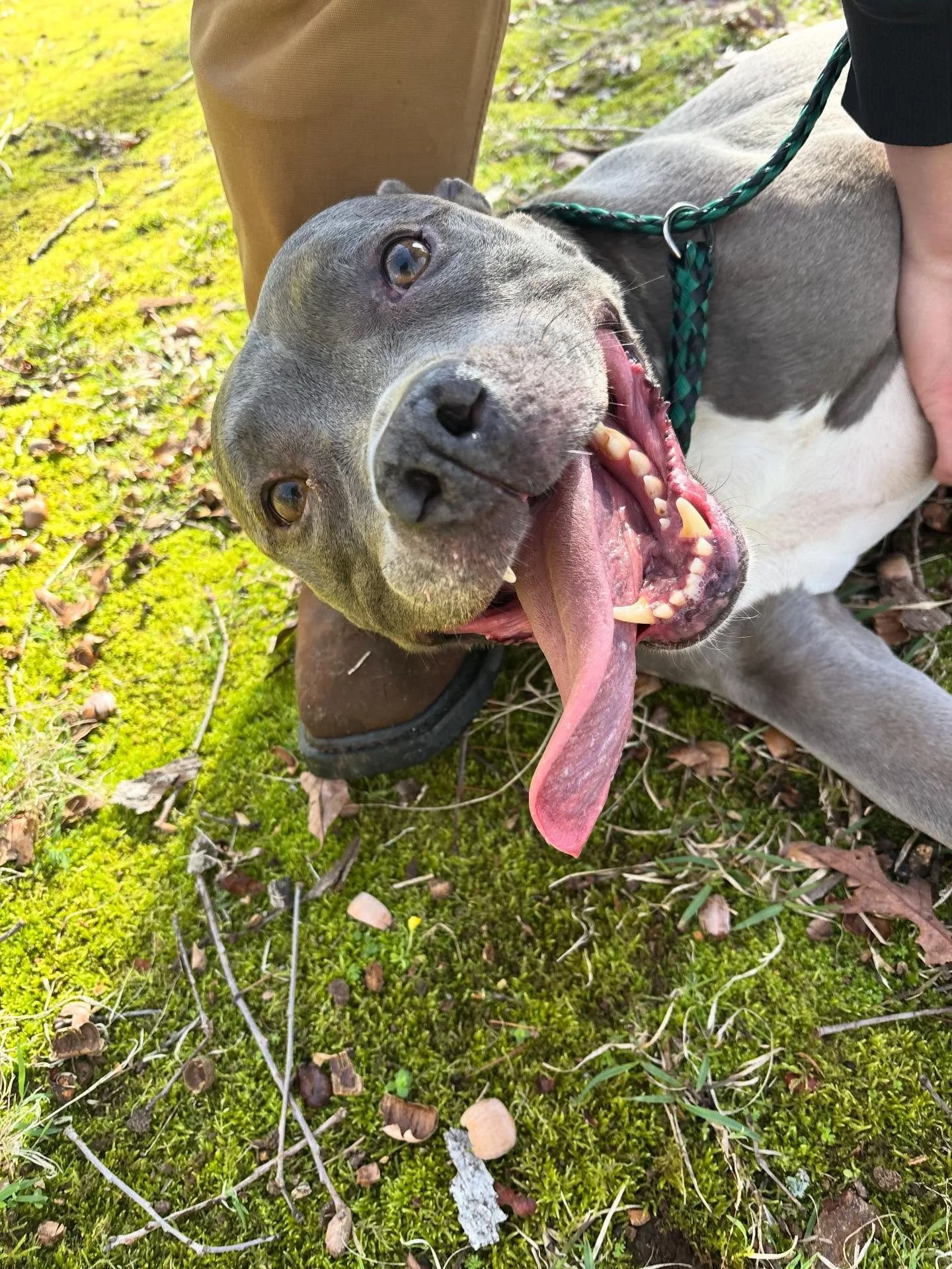 Willow girl loves her belly rubs!!