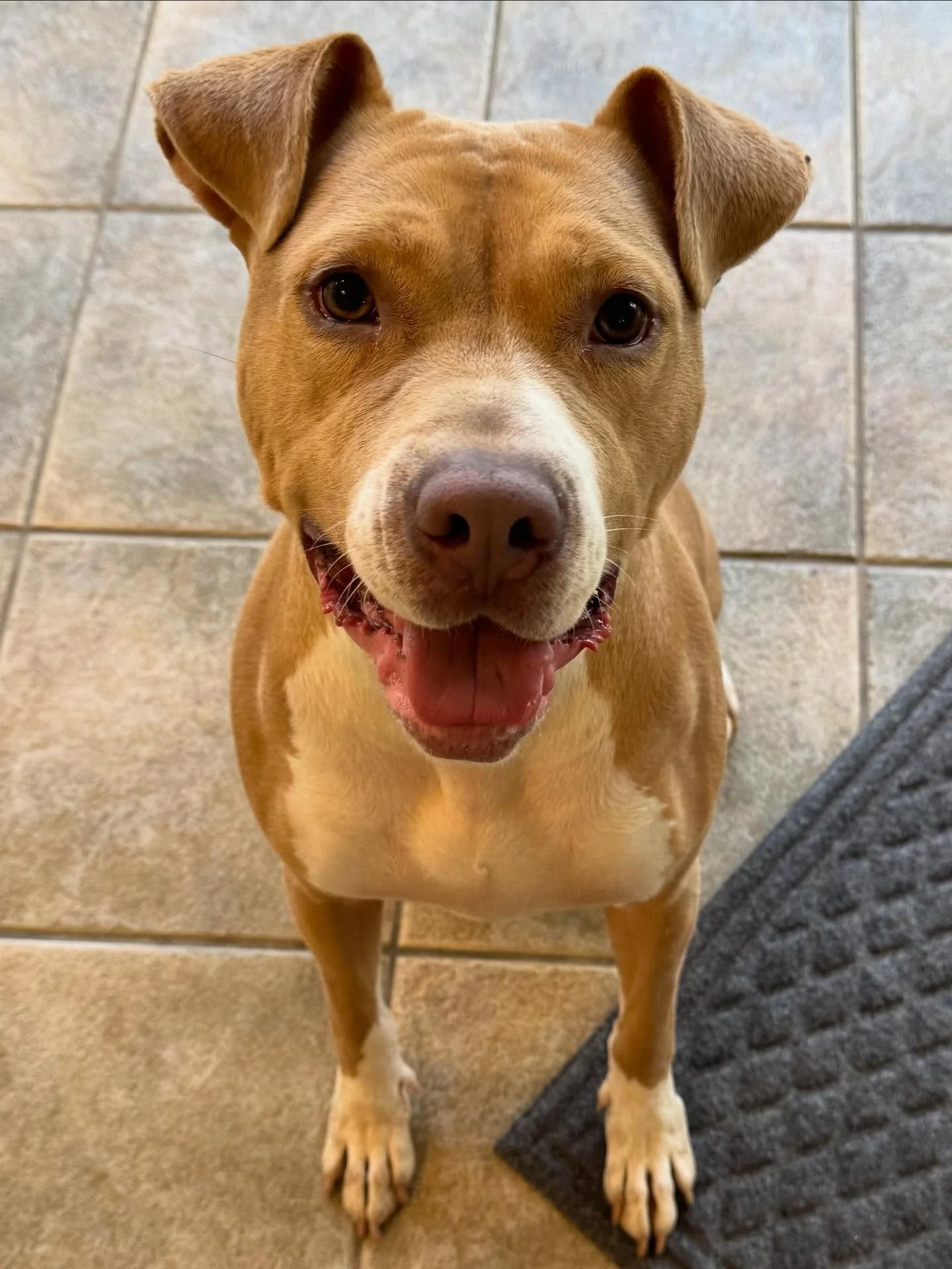 Tom Sawyer is getting some extra loving this morning!