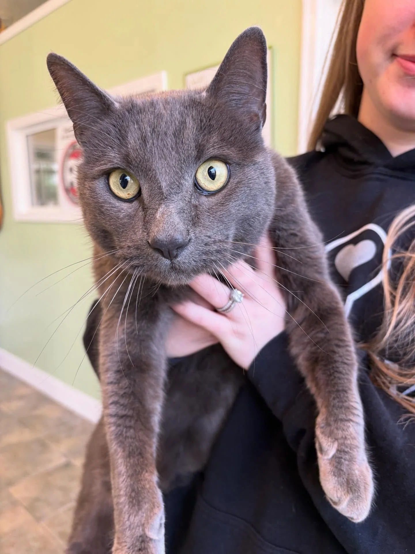 Mr.Kittie loves his snuggle time!