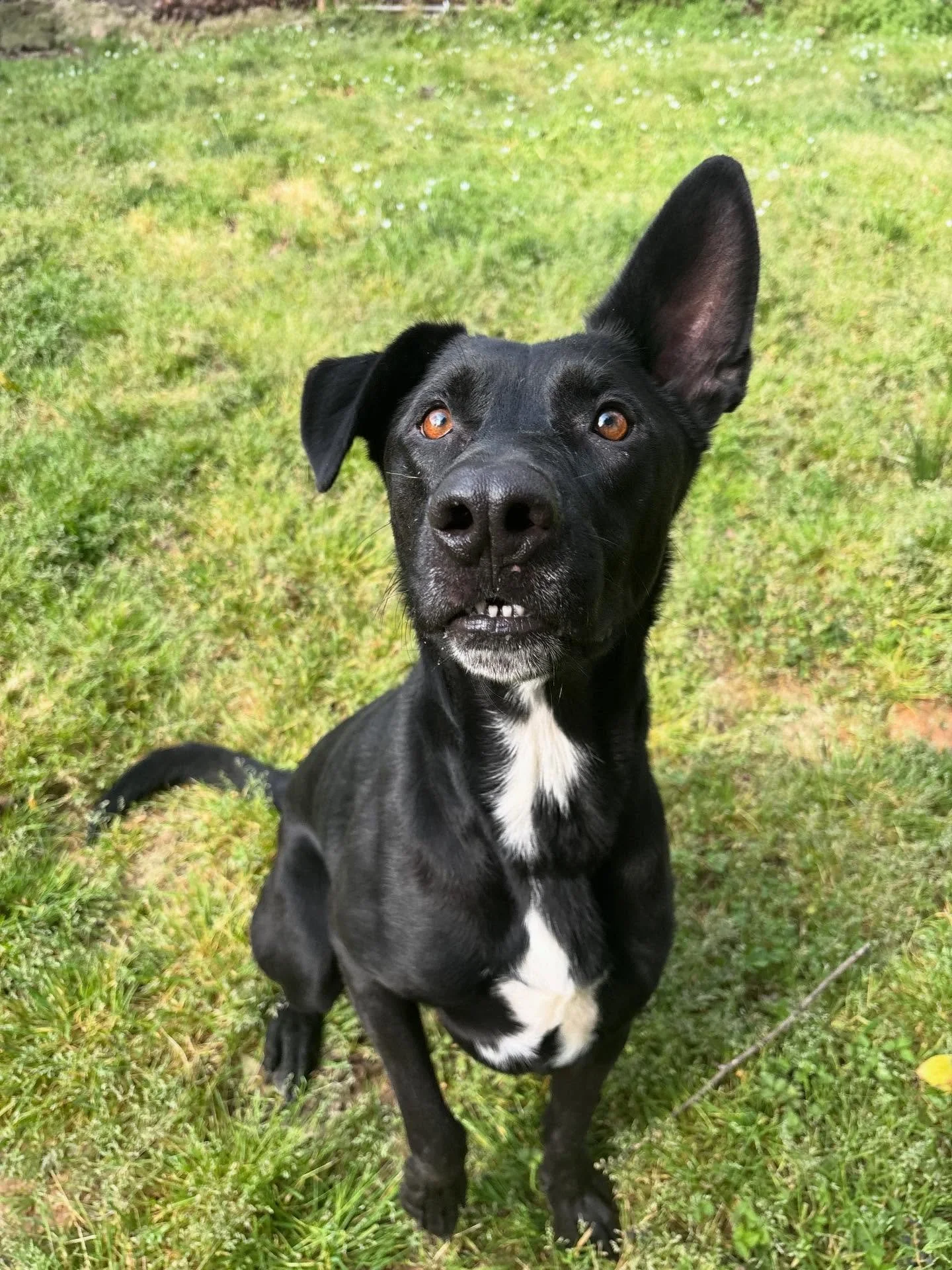 Sirius and Gypsy are out getting some sun and treats!!